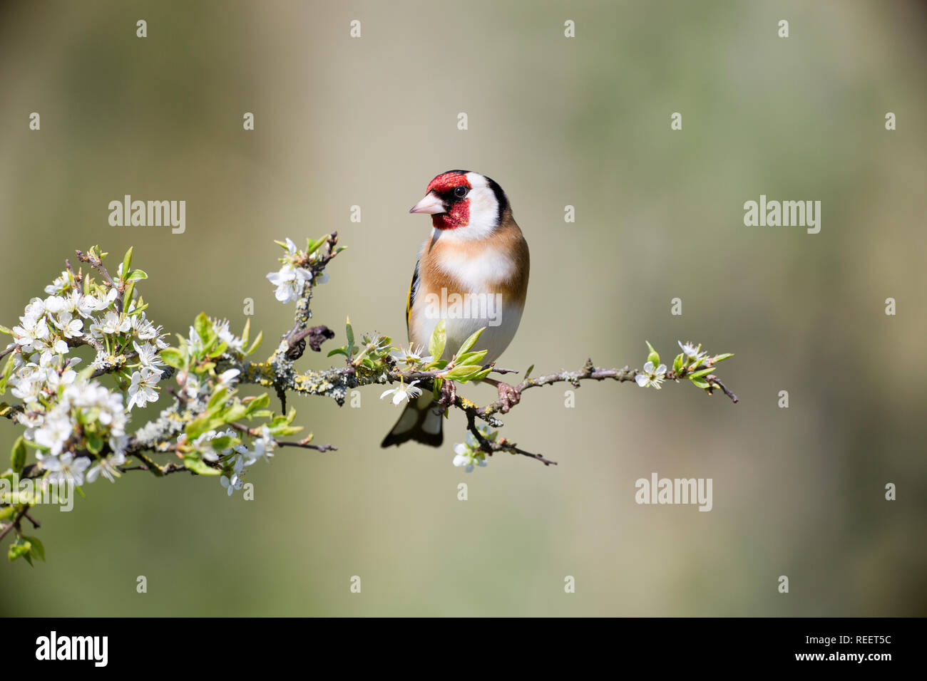 Cardellino, Carduelis carduelis, su un ramo in primavera Foto Stock