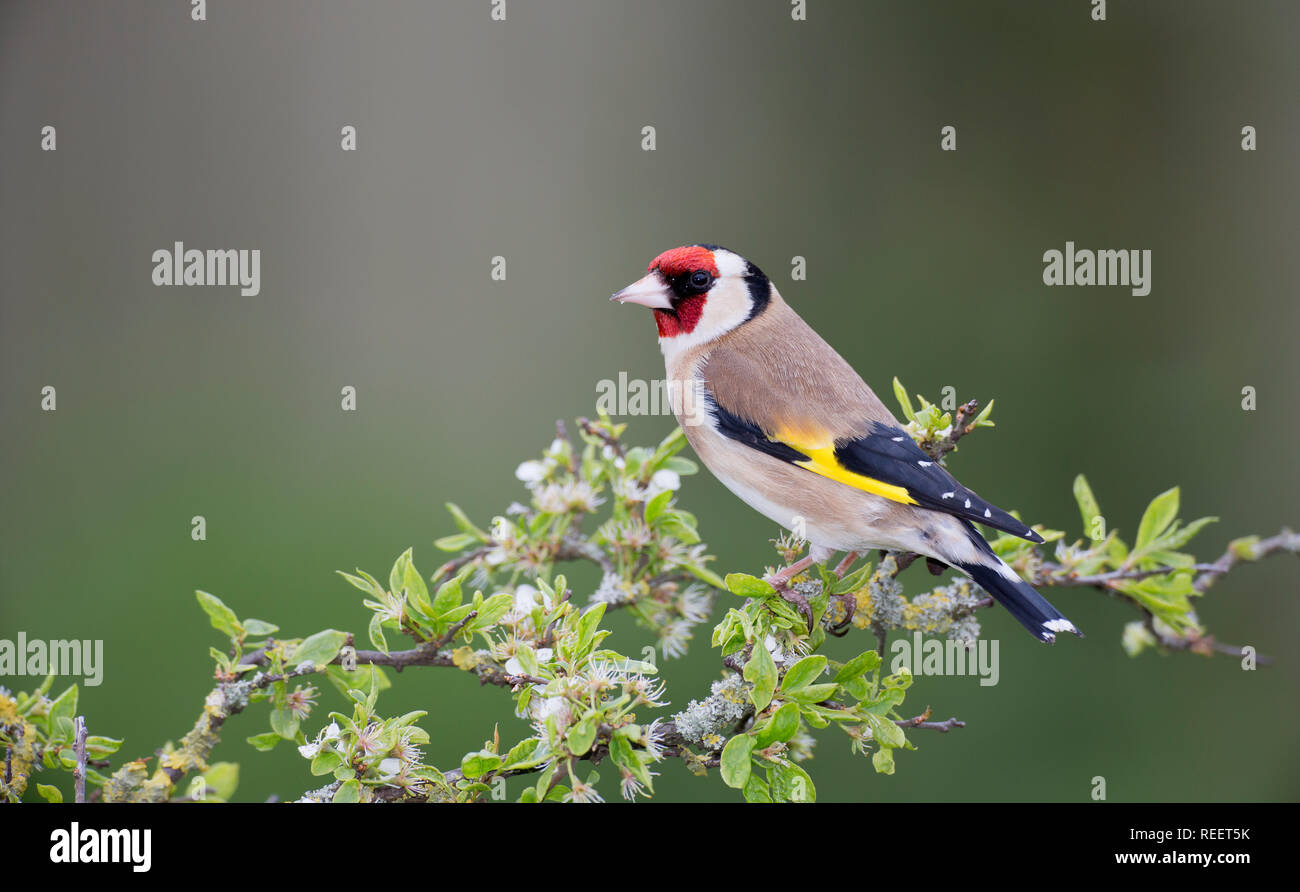 Cardellino, Carduelis carduelis, su un ramo in primavera Foto Stock