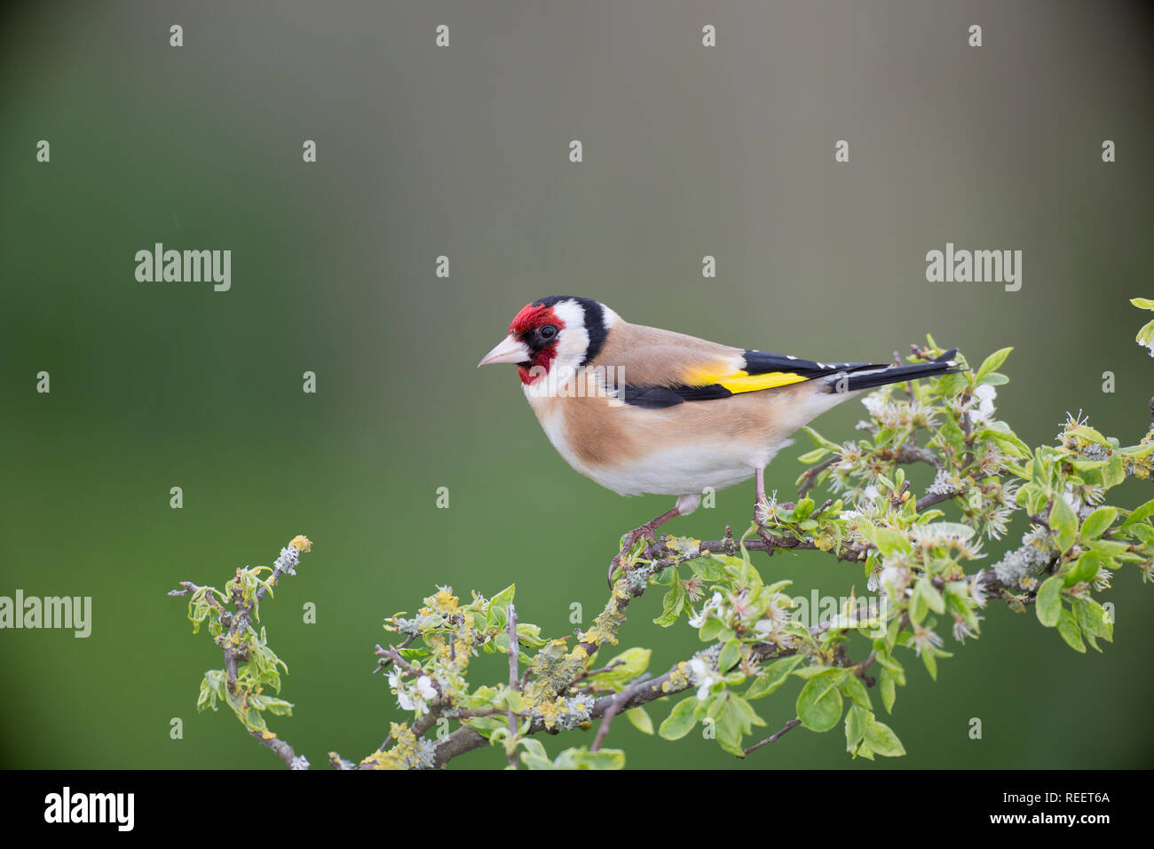Cardellino, Carduelis carduelis, su un ramo in primavera Foto Stock