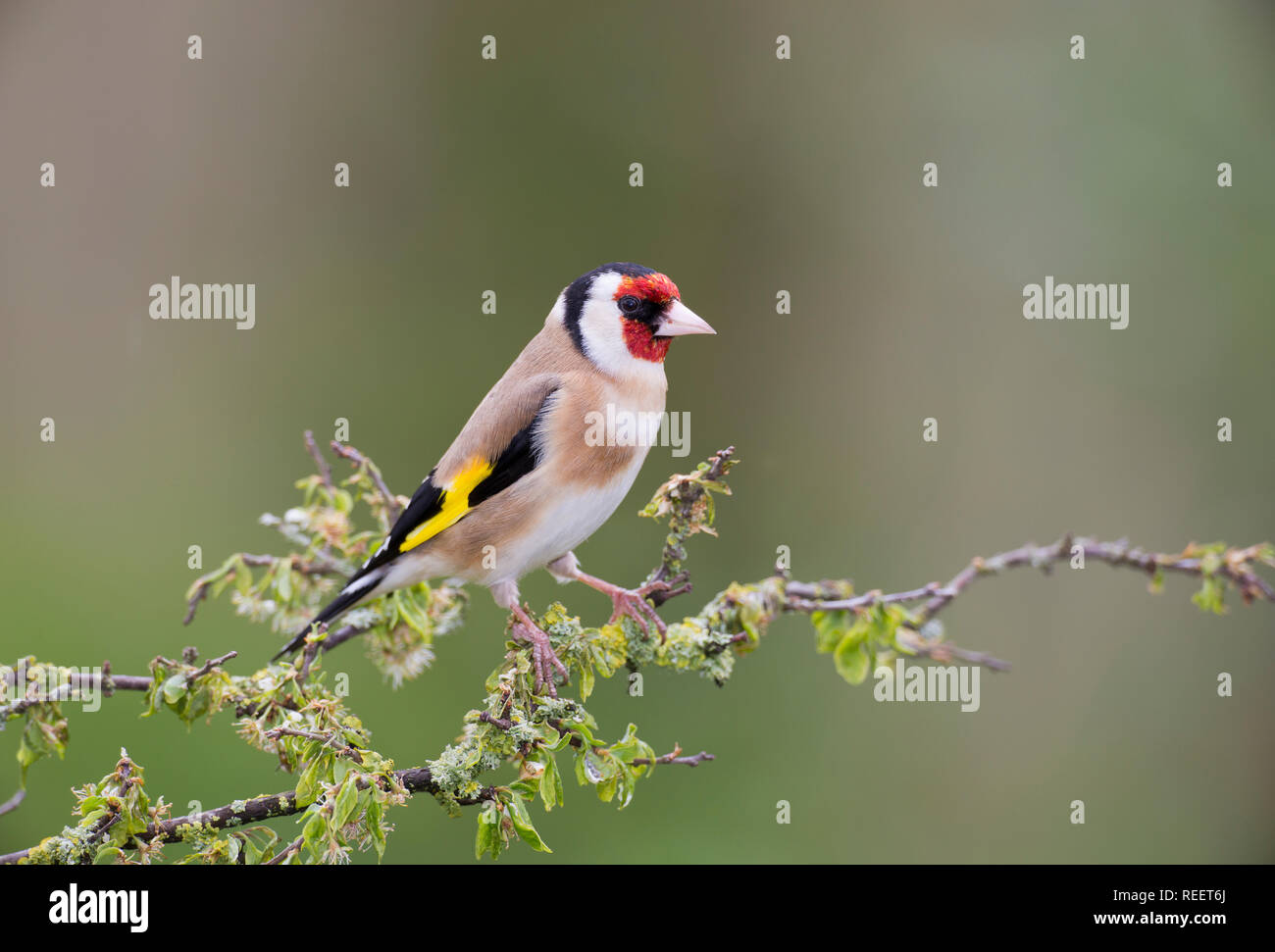 Cardellino, Carduelis carduelis, su un ramo in primavera Foto Stock