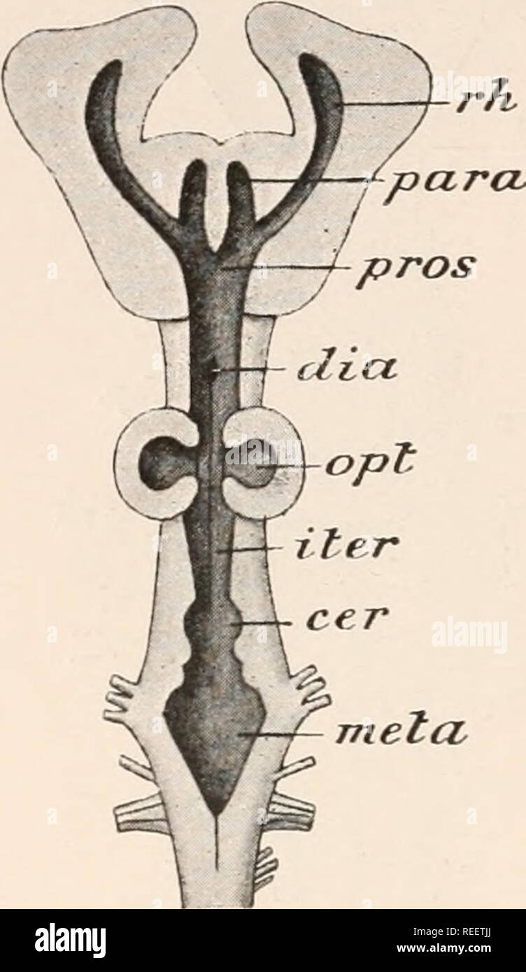 . Anatomia comparata dei vertebrati. Anatomia, comparativo; vertebrati. 210 Anatomia comparata melcL danus e il Holocephali, è molto stretta e allungata, mentre nel resto dell'Plagiostomi le singole parti sono più strettamente compresso e approssimate insieme (Fig. 157). In quasi tutti gli squali la telencephalon è relativamente molto più grandi rispetto a una qualsiasi delle altre parti. I lobi olfattive derivano da quella anteriore o antero- estremità laterali del telencephalon e in alcuni Elasmobranchs rimangono in stretto collegamento con esso: in altri, in cui le capsule olfattivo si trovano ulteriori fo Foto Stock