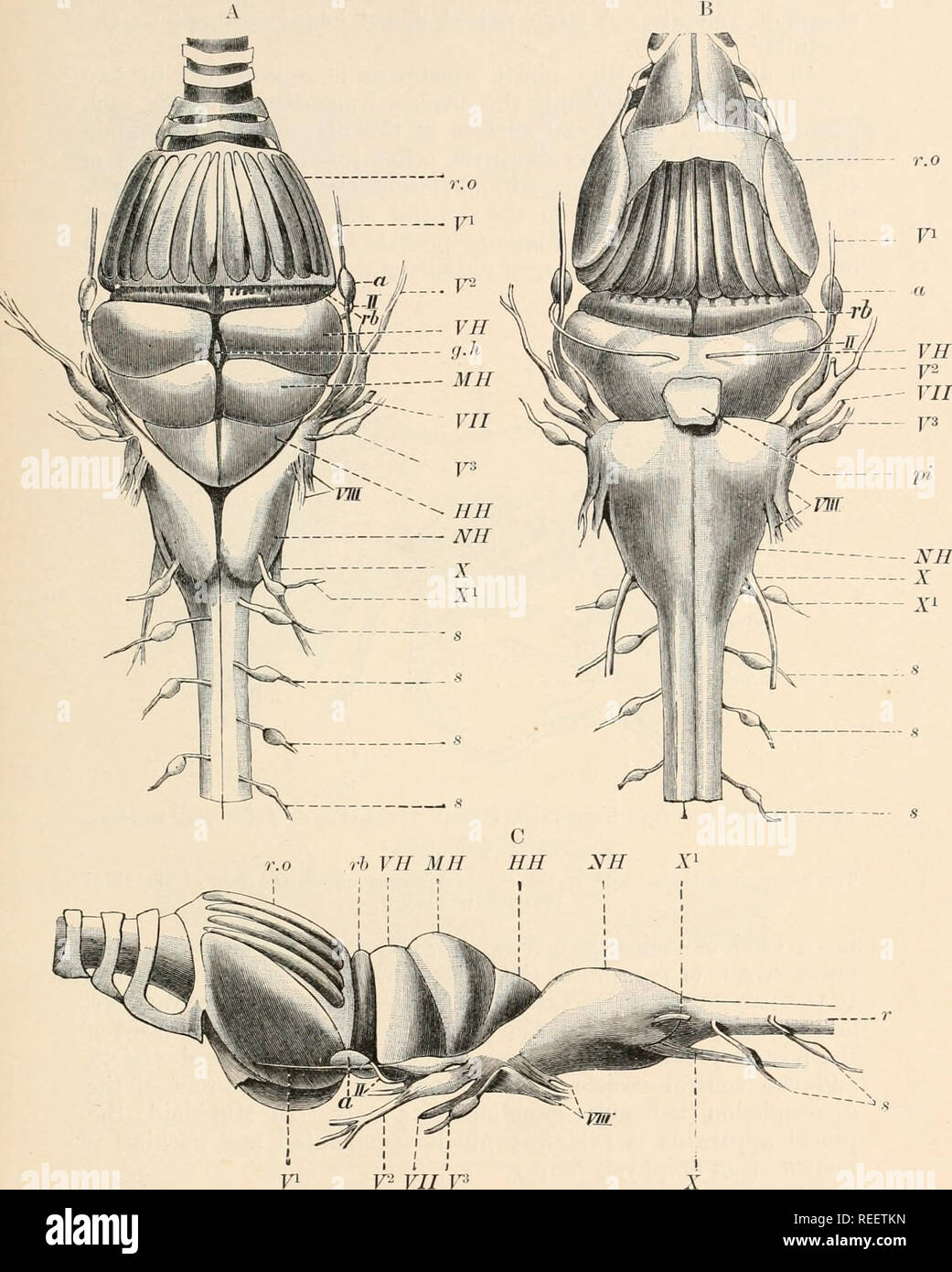 . Anatomia comparata dei vertebrati. Anatomia, comparativo; vertebrati. BRAIN 20' r.o. Un" FIG. 155.-cervello di MVXINE. (Dopo G. conserva.), dorsale; B, ventrale di; C, vista laterale. L'organo olfattivo e il suo scheletro cartilagineo (r.o) viene lasciato in situ. a, occhio; g.h, ganglio habenulse ; HH, cervelletto; //, ornamentali del nervo ottico; MH, mid-cervello; NH, micollo allungato ; pi, processo infundibular ; r, midollo spinale ; rb, lobo olfattivo ; un, i nervi spinali (radici dorsali e nei gangli) ; F1,2,3, trigeminal; VII, telencephalon ; VII, viso ; VIII, auditor}-; X, vagus ; un'1, ramo sensoriale di vago o d Foto Stock