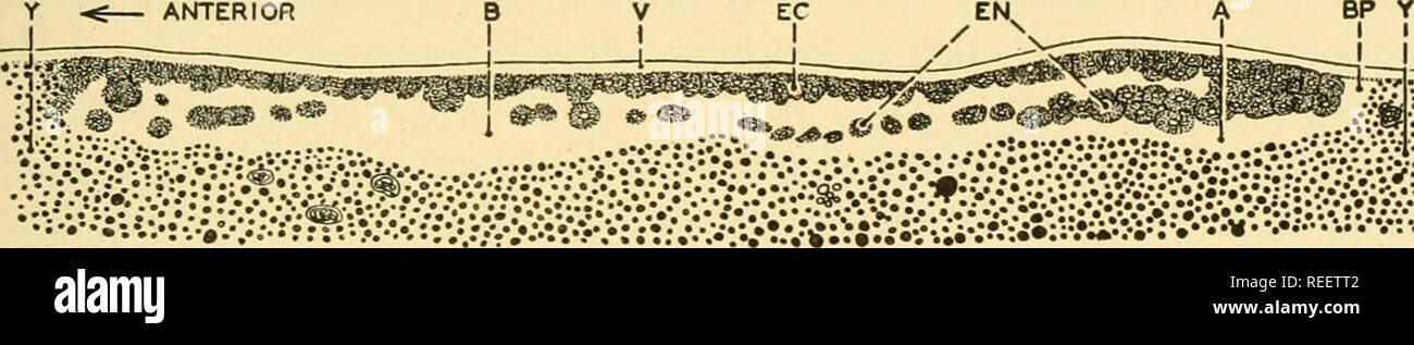 . Anatomia comparata. Anatomia di confronto. La riproduzione 69 per estendere e completare il foglio endodermal prodotta dall'over- crescente e di piegatura, a scapito della blastocoele, per aumentare l'archen- teric spazio. La differenza tra gastrulation in Amphioxus e che nell'anfibio è essenzialmente questo: in Amphioxus l emisfero vegetale (endoderma prospettico) di blastula attivamente si sposta all'interno dell'embrione; nell'anfibio la eventuale posizione interna dell'endo- derm materiale è effettuata in gran parte dalle attività overgrowing dei potenziali ectoderm. In Amphioxus Foto Stock