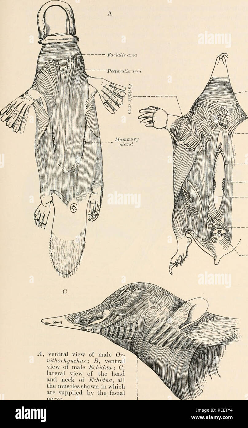 . Anatomia comparata dei vertebrati. Anatomia, comparativo; vertebrati. Sistema muscolare .77. B Sfintere di colli Pe.ctmalix una mi-, a 1 Spin i&GT;i-/io mi- 11 Mlllllllllll'll premistoppa cloficce - - c/oara A, vista ventrale del maschio o- niihorhynchus ; B, vista ventrale dei maschi di Echidna; C, vista laterale della testa e del collo di Echidna, tutti i muscoli mostrato in cui sono forniti dal nervo facciale. Sfintere di colli FID. 138.-A-C, tegumentario MUSCOLI DI MONOTREMES. (Dopo enormi. N. Si prega di notare che queste immagini vengono estratte dalla pagina sottoposta a scansione di immagini che possono essere state migliorate digitalmente per la leggibilità - Foto Stock