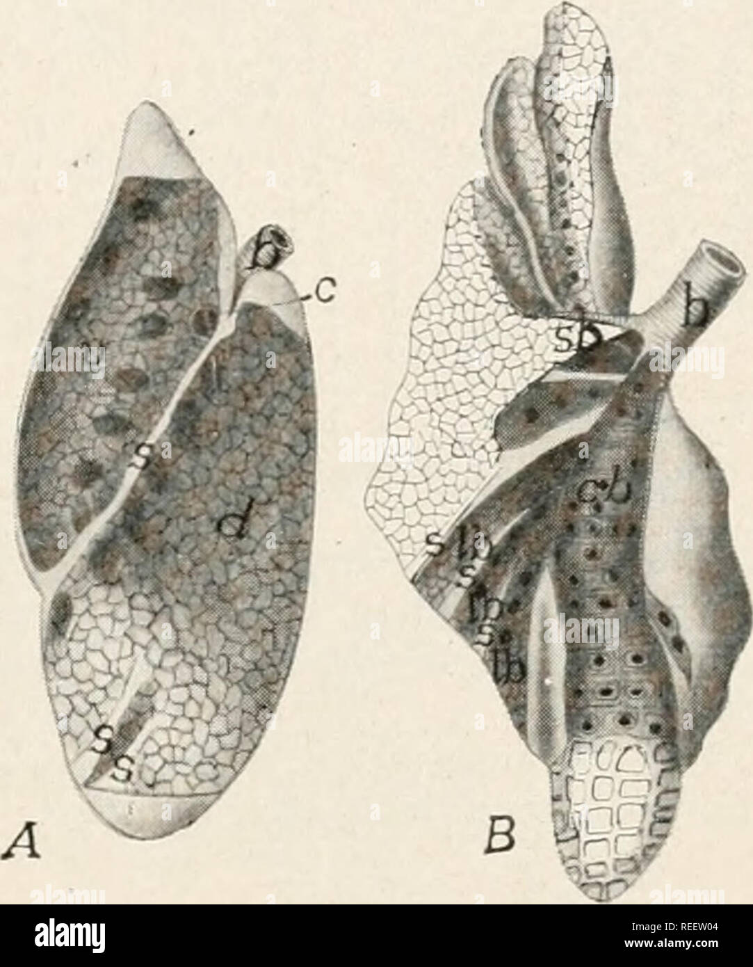 . Anatomia comparata dei vertebrati. Anatomia, comparativo; vertebrati -- anatomia. FIG. 267. FIG. 268. FIG. 267.-polmoni di Sphenodon, dopo Gegenbaur; il polmone sinistro aperto per mostrare gli alveoli.; FIG. 268.-A, polmone sinistro di Iguana; B, polmone destro di Varanus, dopo Meckel. b, bronco c, il collegamento tra la dorsale e ventrale di camere; cb, chief bronco; d, dorsale camera; Ib, laterale dei bronchi; s, setti; sb, bronco secondario; v, camera ventrale. Uccelli.-negli uccelli i polmoni sono intimamente uniti alle costole e colonna vertebrale e quindi subiscono meno notevoli variazioni di forma rispetto a quelle di altri Foto Stock