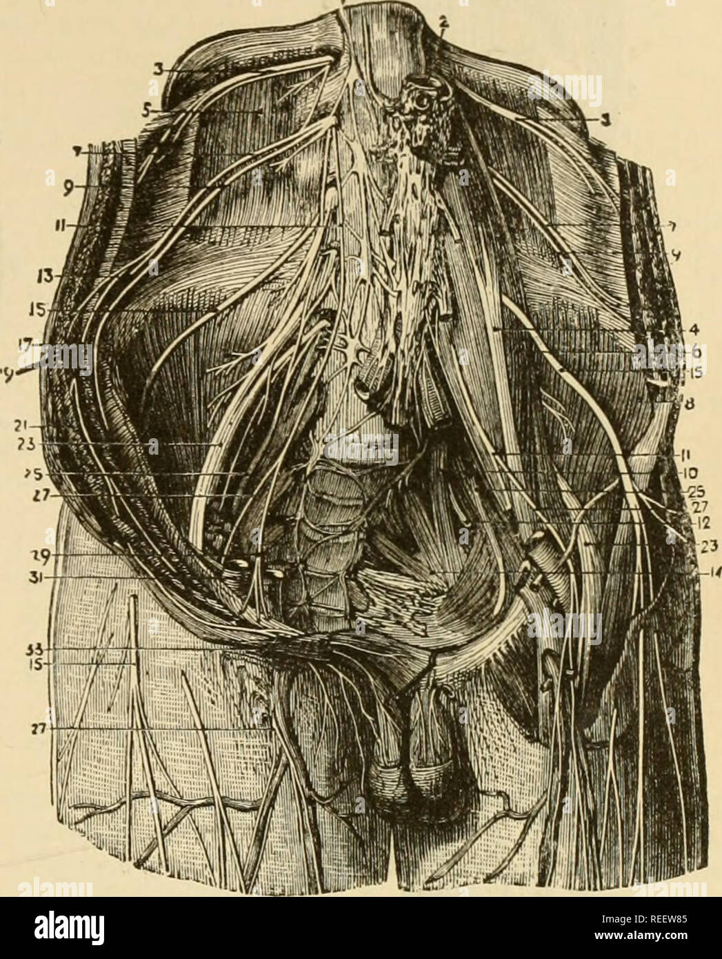 Solipedi . La anatomia comparata degli animali domestici. Anatomia Veterinaria ...