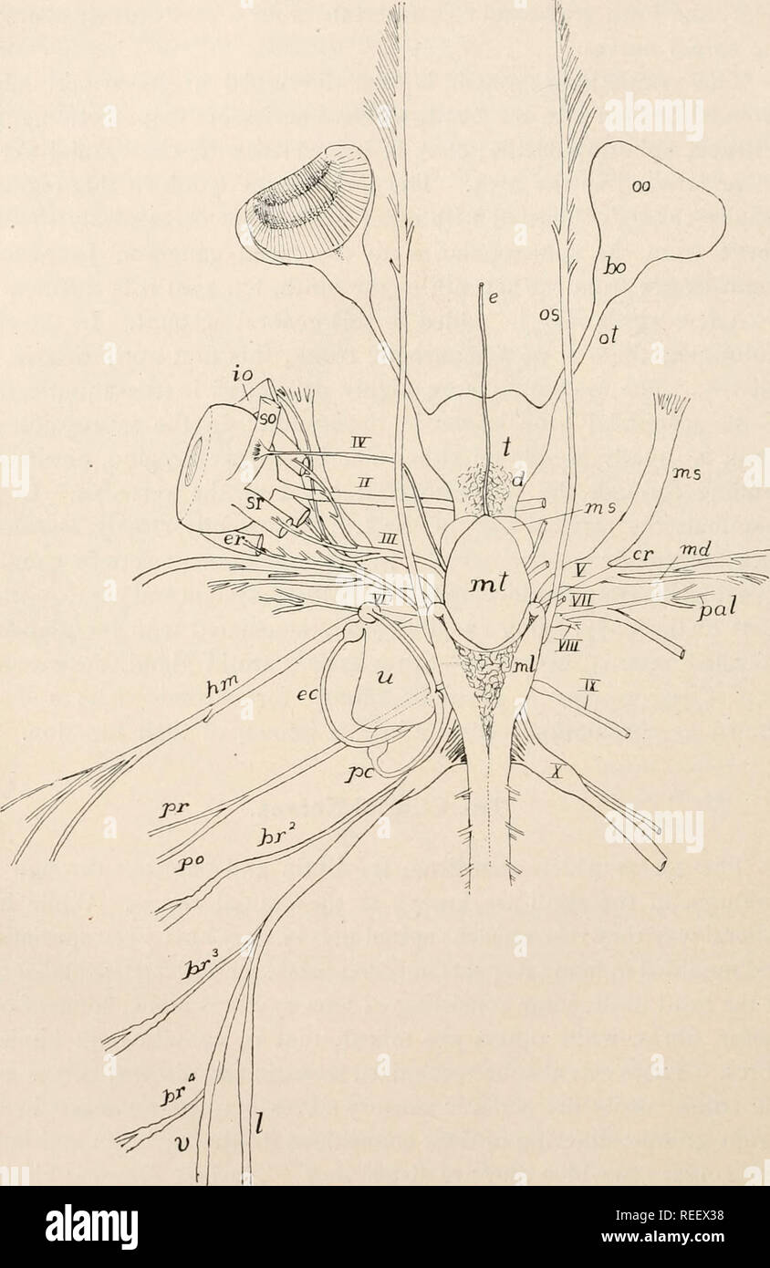 . Anatomia comparata dei vertebrati. Anatomia, comparativo; vertebrati -- anatomia. 166 morfologia comparata dei vertebrati.. FIG. 167.-cervello e nervi cranici di Carcharias littoralis (Princeton 310), dimensione naturale. bo, bulbo olfattivo; br1-*, nervi brachiale; cr, corpus restiforme; d, diencephalon; e, epi- physis; ce, canale esterno di orecchio; er, esterno rectus; eo, obliquo esterno; Aw, hyomandibular nervo; /, lateralis nervo; md, mandibularis nervo; ms, mesencefalo, inoltre, maxillaris superior; oo, organo olfattivo; os, ophthalmicus superficialis nervo; ot, tratto olfattivo; pal, palatine n Foto Stock