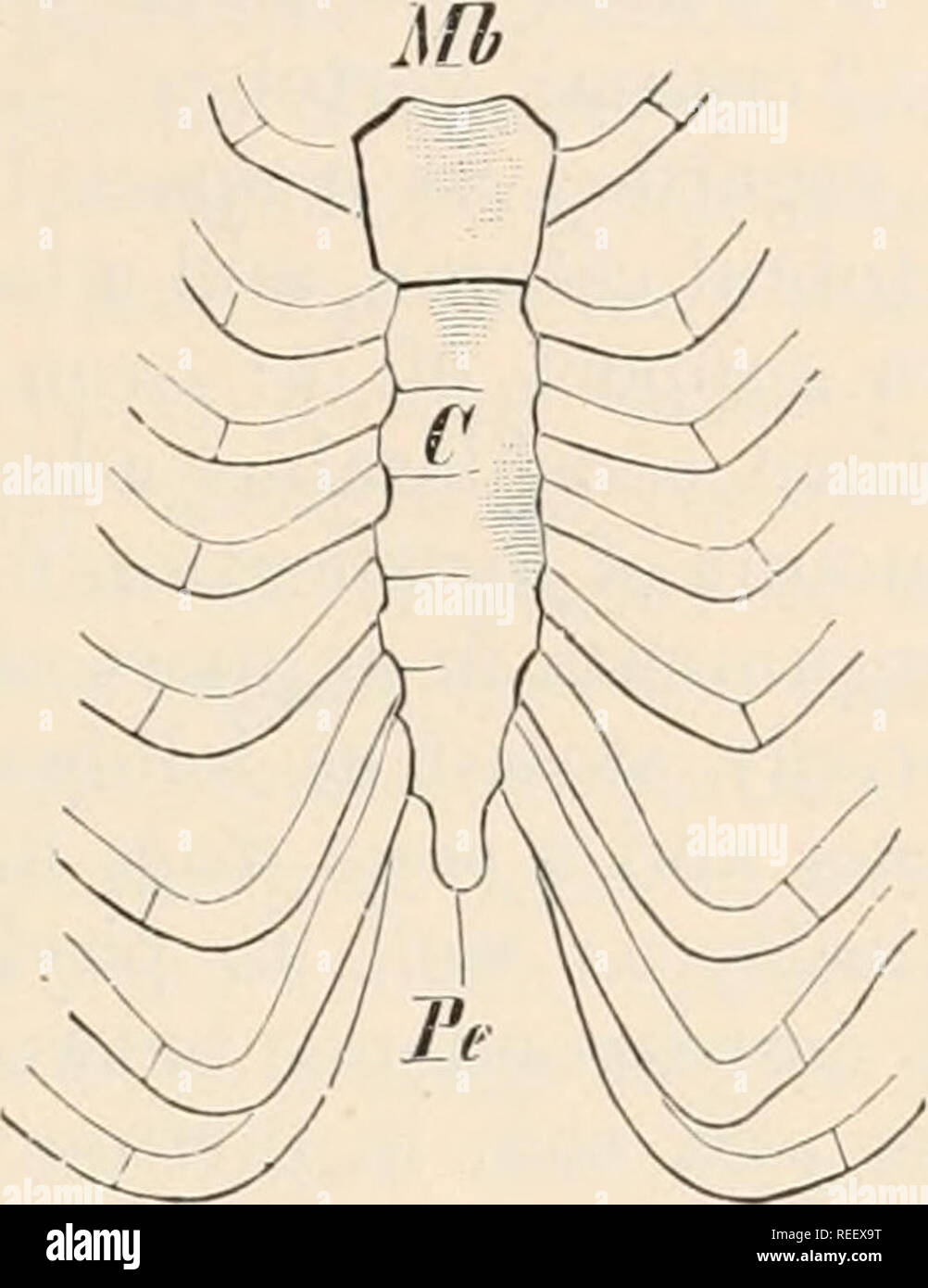 Anatomia comparata dei vertebrati. Anatomia, comparativo; vertebrati. FIG.  57. - Un, sterno del Fox; B, DI WALKUS ; E C, dell'uomo. Dal lato ventrale.  C, corpo ; J/Z&GT;, manubrio ; Pe,
