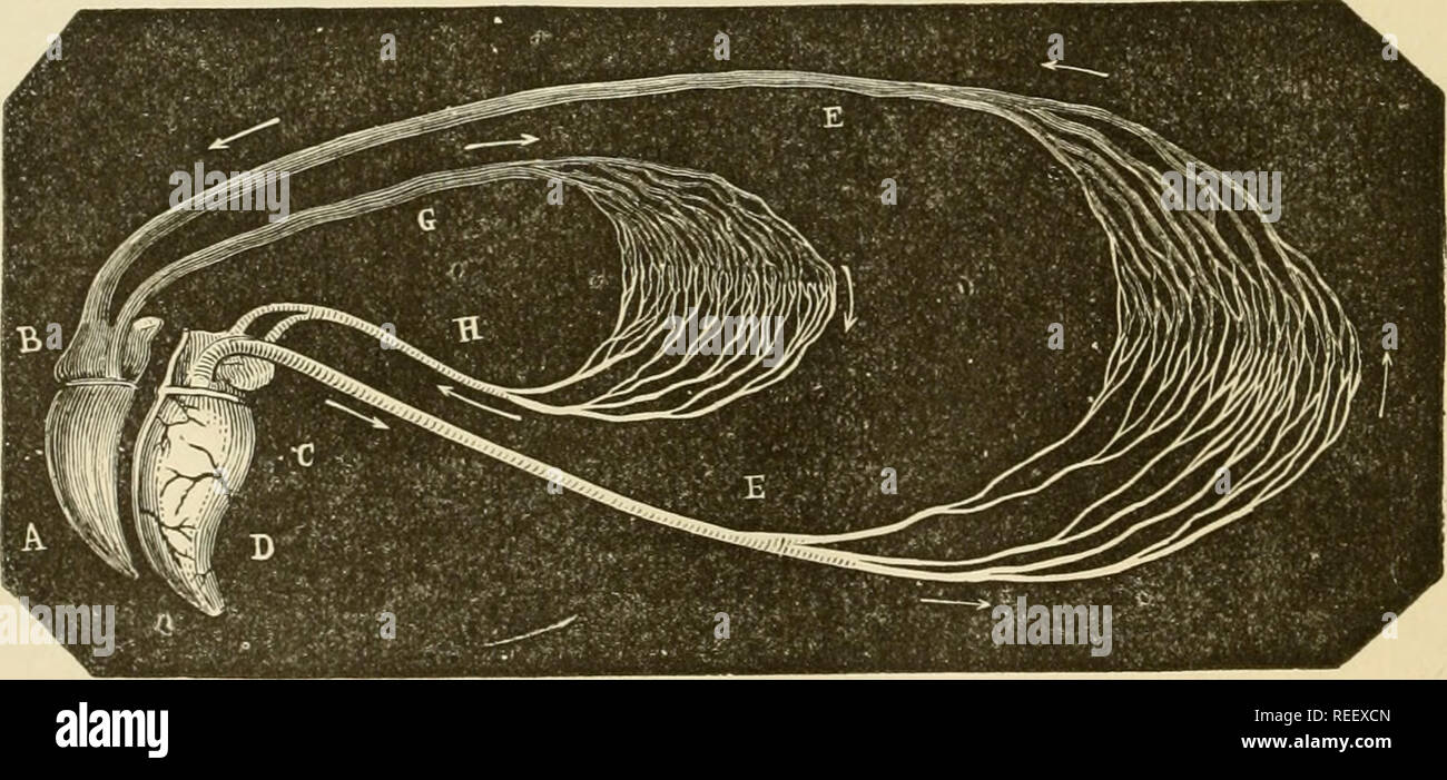 . La anatomia comparata degli animali domestici. Anatomia Veterinaria. Prenota V. ClECULATORY ApPAEATUS. L'animale economia è incessantemente attraversato da due fluidi-sangue e hp^Iph. Il sangue è un liquido colorato e luminoso rosso o marrone da particolari globuli, da cui i tessuti derivano non solo i materiali per la nutrizione e la secrezione, ma anche il principio emozionante che vivifica la materia organica. Il nome è di colore rosso o di colore scuro sangue, secondo la sua tonalità. La linfa o sangue ichite è trasparente, il citrino-liquido colorato che può essere ottenuto dalla maggior parte degli organi. Che wh Foto Stock . La anatomia comparata degli animali domestici. Anatomia Veterinaria. Prenota V. ClECULATORY ApPAEATUS. L'animale economia è incessantemente attraversato da due fluidi-sangue e hp^Iph. Il sangue è un liquido colorato e luminoso rosso o marrone da particolari globuli, da cui i tessuti derivano non solo i materiali per la nutrizione e la secrezione, ma anche il principio emozionante che vivifica la materia organica. Il nome è di colore rosso o di colore scuro sangue, secondo la sua tonalità. La linfa o sangue ichite è trasparente, il citrino-liquido colorato che può essere ottenuto dalla maggior parte degli organi. Che wh Foto Stock