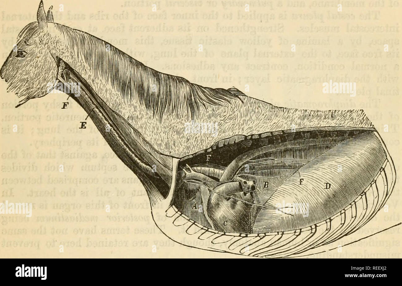 . La anatomia comparata degli animali domestici. Anatomia Veterinaria. Il torace. 463 tliey lodge il bordo superiore dei lobi polmonari. Il centro projectiou, o rilievo, è compreso tra questi due lobi. Coperto davanti alla estremità posteriore del longus colli, questa cresta risponde, per il resto della sua misura, alla sezione posteriore aorta toracica, il canale e la vena azygos; sui suoi fianchi si vedono le subdorsal rami del grande' nervo simpatico. Il piano inferiore, molto più breve rispetto a quello precedente, è, come esso, più stretta nella parte anteriore di dietro; esso ha per base il s Foto Stock