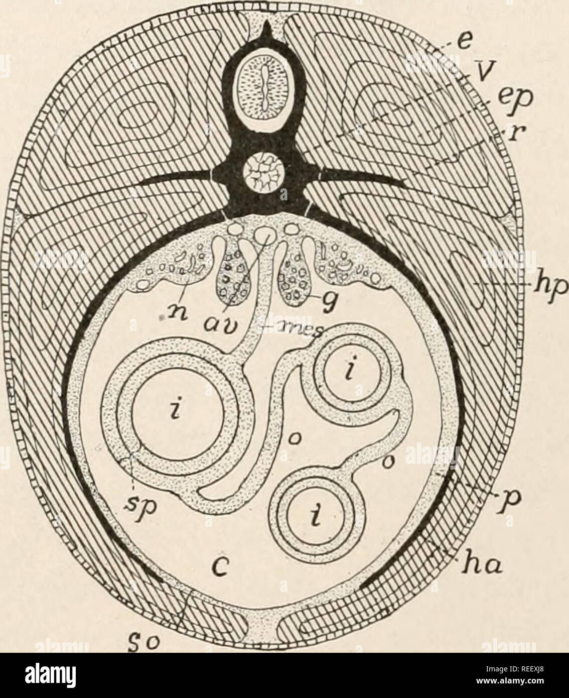 . Anatomia comparata dei vertebrati. Anatomia, comparativo; vertebrati -- anatomia. 122 morfologia comparata dei vertebrati. a tale organo. Il mesenterio dorsale è di solito più completa, ma è interrotto in vari gruppi. Le sue regioni sono chiamati mesogaster, mesenterica corretto, mesocolon, mesoretto, ecc., di conseguenza come essi supportano lo stomaco, l'intestino tenue e del colon e del retto. Eccetto per i ciclostomi il canale alimentare è ripiegata su se stessa e le pieghe sono collegati mediante membrane simili, qui chiamato omenta. Anche questi hanno nomi speciali. In tal modo il gastrohepatic omento (piccolo omento) con Foto Stock