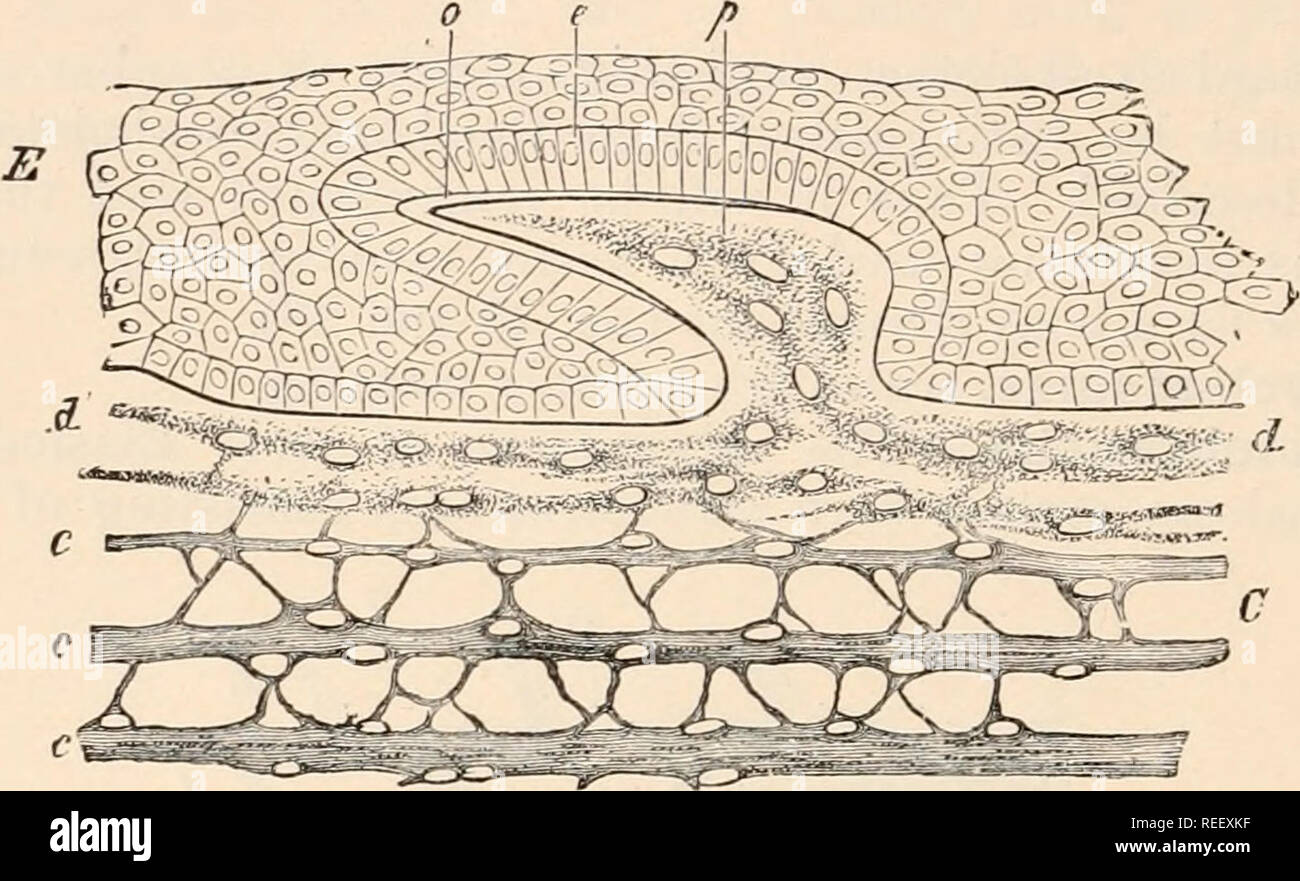 . Anatomia comparata dei vertebrati. Anatomia, comparativo; vertebrati. 40 anatomia comparata è lo smalto, che è formata come una escrezione del le cellule epidermiche (Fig. 31), mentre la successiva formata mesodermica e dentinale porzioni ossee diventano strettamente connesso con lo smalto secondariamente. In tal modo lo smalto è il primo e originariamente la sola sostanza dura del placoid organo. In Holocephali (Chimsera, Callorhynchus) una doppia fila di placoids è sviluppato lungo parti della regione dorsale in embrione, ma scompaiono in fasi successive: nell'adulto questi organi a prescindere dal dorso su un Foto Stock