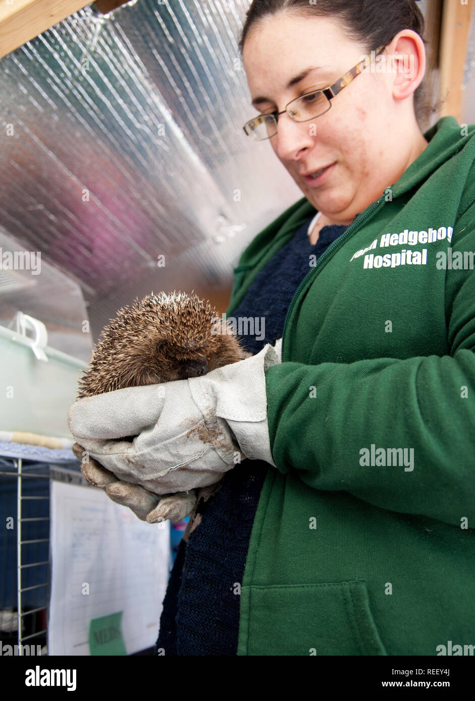 Un recuperando il riccio a cura di Nadia Al-Dujaili a via Ospedale Hedgehog, Rosyth, Scozia Foto Stock