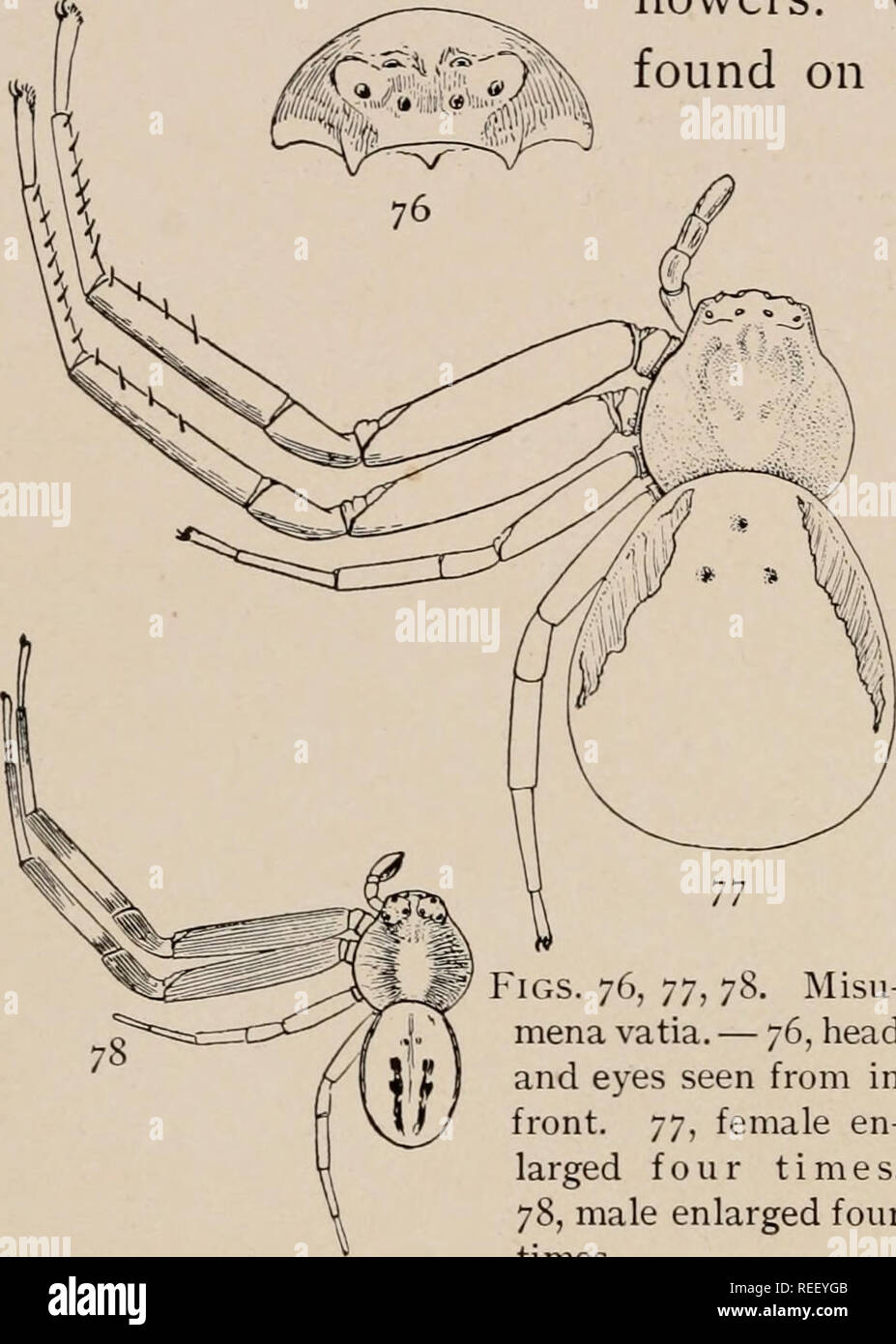 . I ragni comuni degli Stati Uniti. Ragni -- Stati Uniti. 26 IL COMUNE thoroughwort ragni. Esse sono tra i fiori, tenendo dalle gambe di cerva, con le gambe anteriori estesa o ripiegata in rigide e posizioni scomode e attendere per insetti per scendere sui fiori alla loro portata. Se i ragni preferiscono fiori colorati come se stessi è una questione irrisolta ; a qualsiasi velocità, misu- menas di tutti i colori e di entrambi i sessi sono stati trovati su fiori bianchi. In alcuni casi gli individui si trovano sui fiori esattamente dello stesso colore come se stessi ; ad esempio profonde giallo M. aleatoria sul w Foto Stock