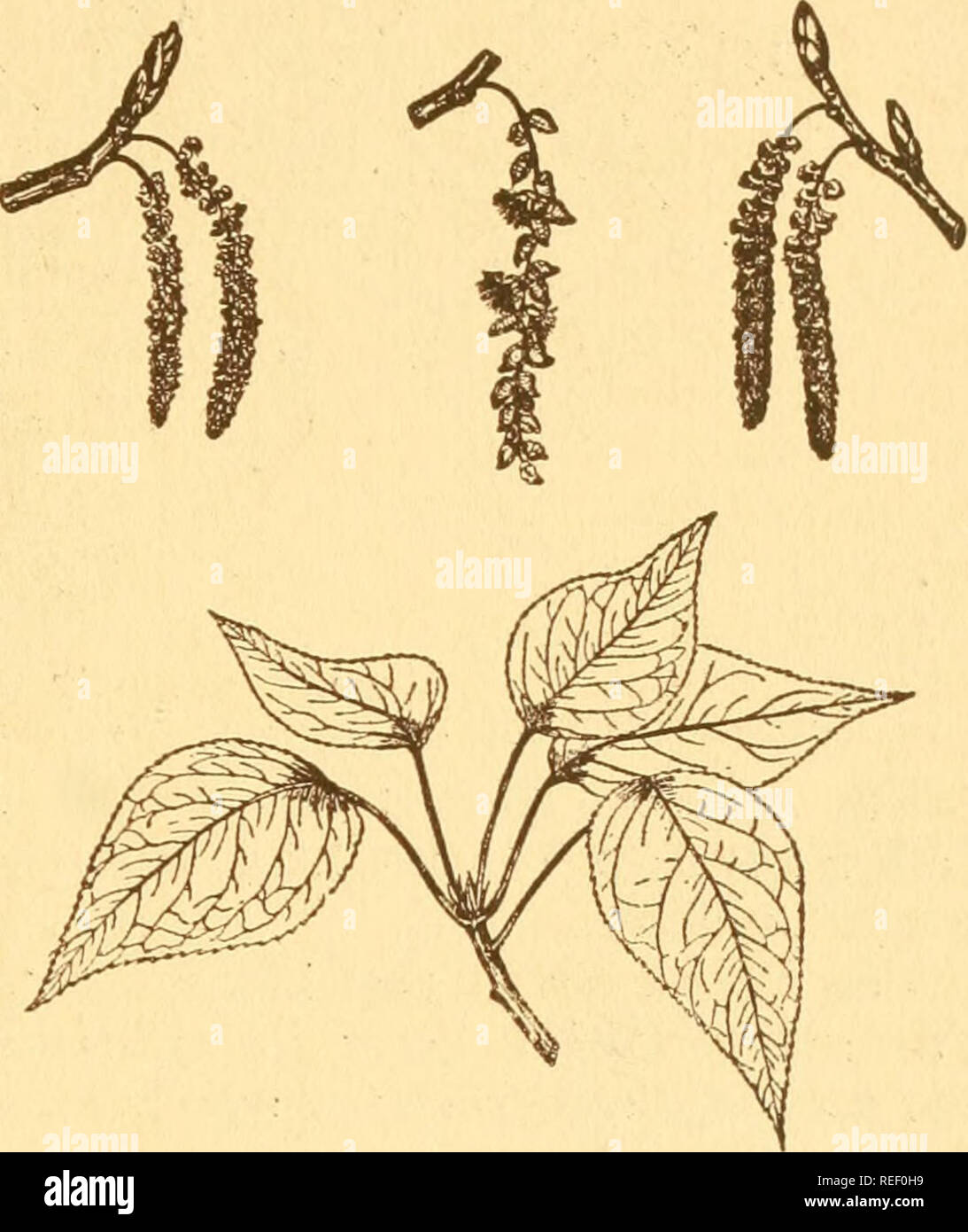 Balsamo Fiori di Pioppo, (Populus balsamifera), Pioppo Nero, Fiore di  Cottonwood Foto stock - Alamy