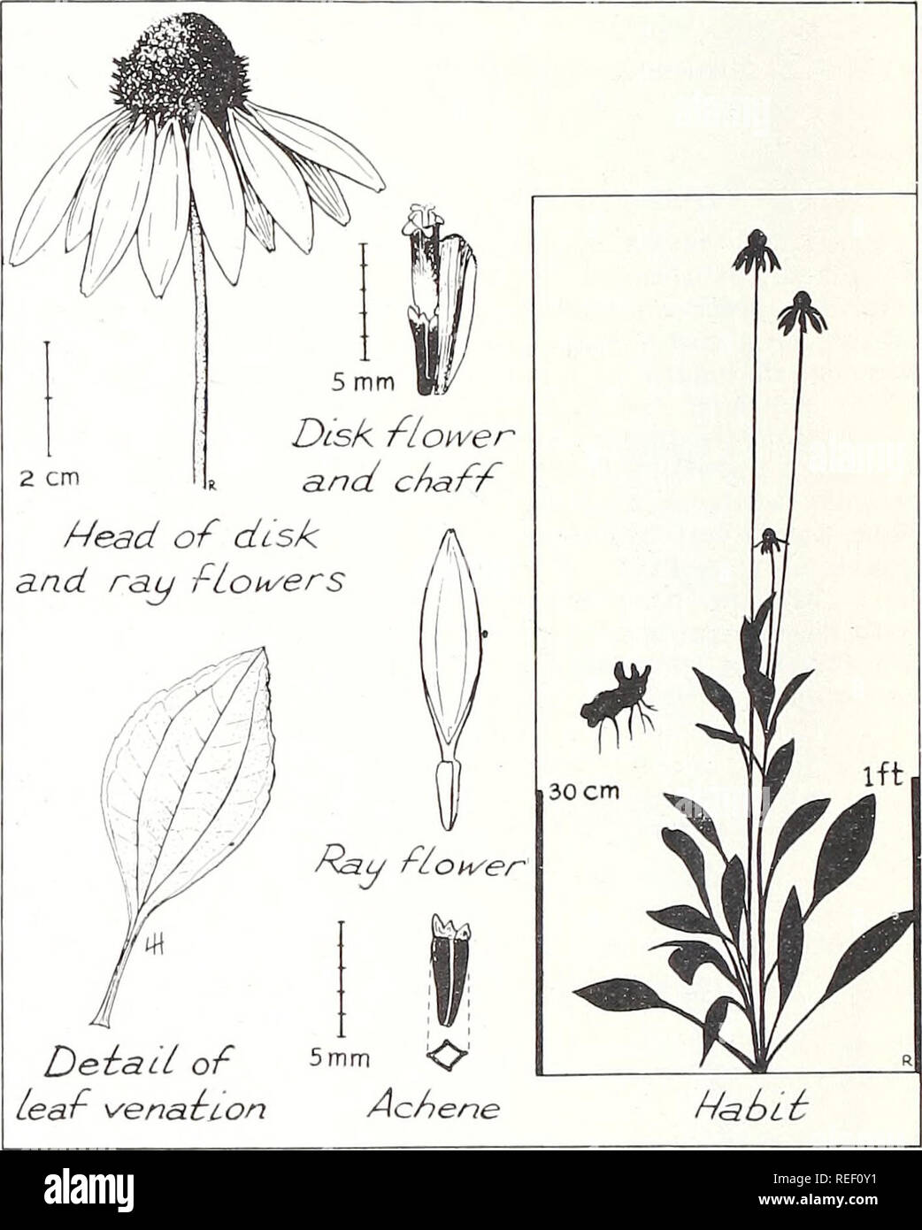 . Piante comuni di peccio-bluestem gamma. Ecologia vegetale; erbe; piante foraggere. Altri materiali compositi PLANTAINLEAF CONEFLOWER Rudbeckia grandiflora (dolce) DC, var. alismaefolia ( T. &AMP; G.) Cronq. Coneflower Plantainleaf, un perenne con spesse, carnosi rootstoeks, è comune su ben drenato fino- terre. Le piante mature sono 16 pollici per più di 3 per cento metri in altezza. Fogliame è utile per identificare le specie prima della fioritura. Foglie basali, con loro ampiamente ellipti- cal per uova a forma di lame e lunghi piccioli, sono dis- tinctly paddlelike e assomigliano a foglie d'acqua- piantaggine (Alisma spp.). Foto Stock