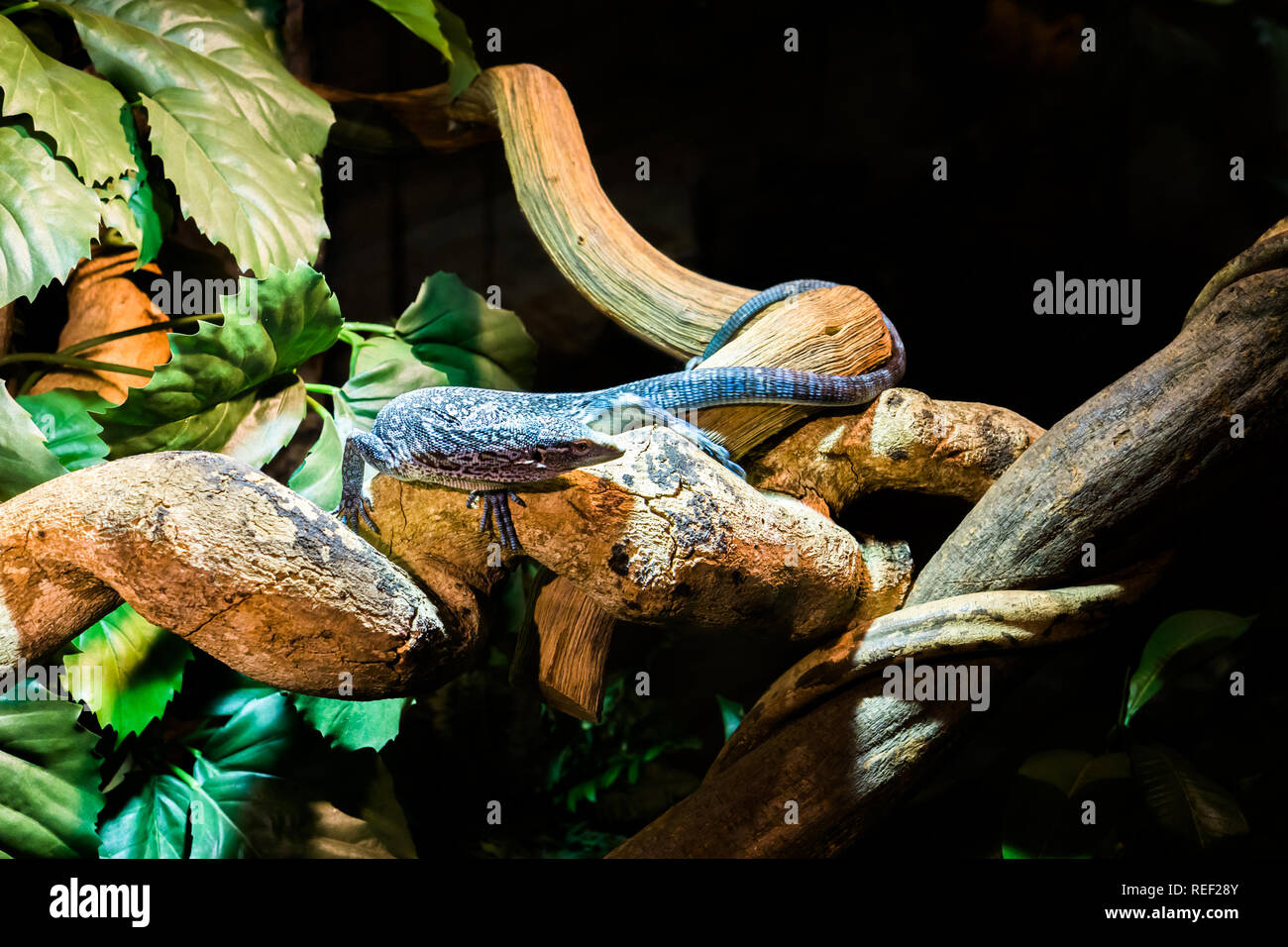 Blue Spotted monitor tree walking ovar una succursale, in via di estinzione la lucertola che vive sull'isola di batanta in Indonesia Foto Stock