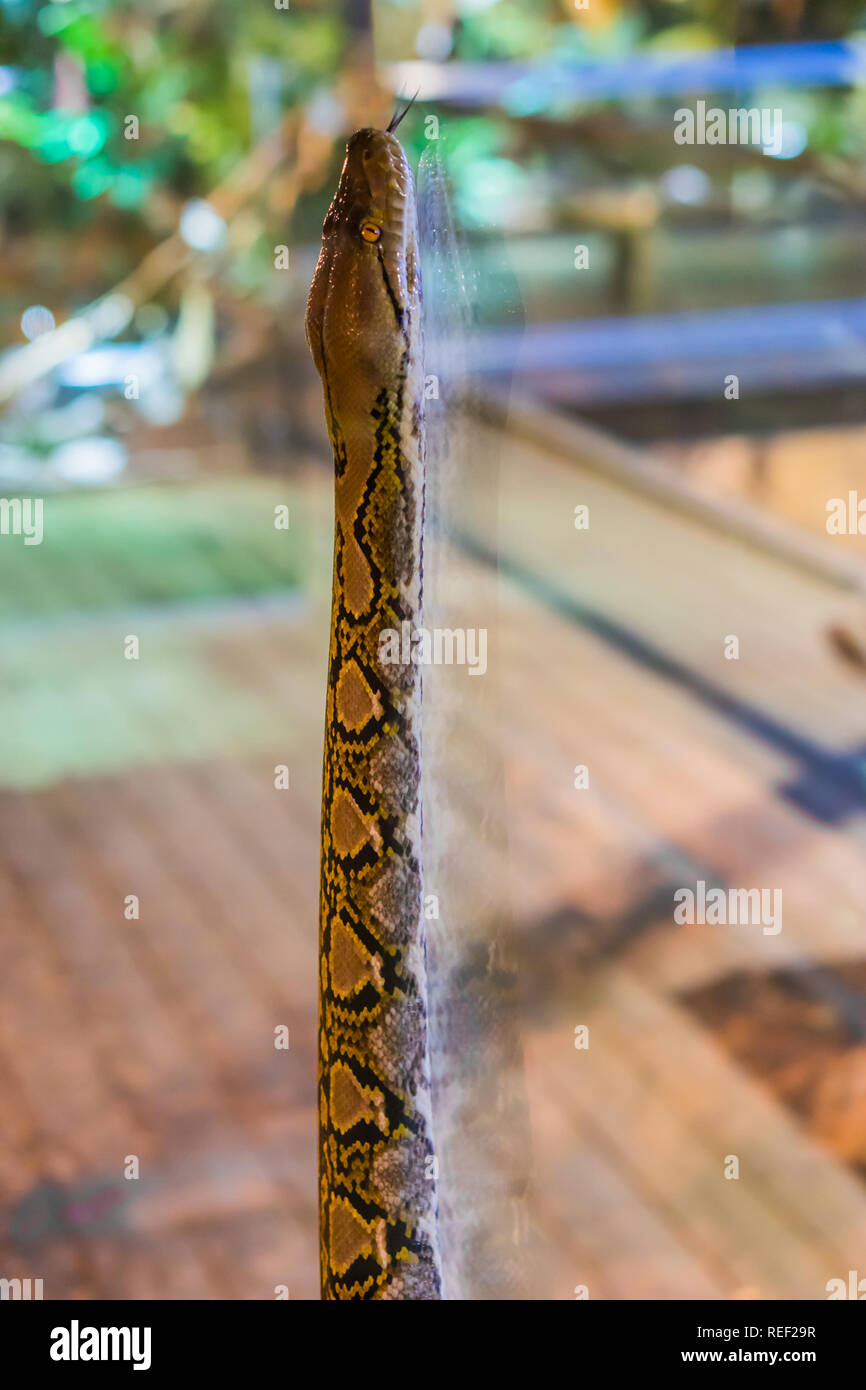 Strano comportamento animale un pitone reticolato a salire contro una finestra di vetro, popolare pet tropicali provenienti dall Asia Foto Stock