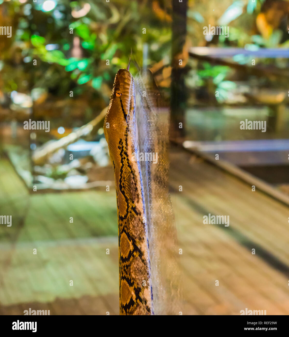 Pitone reticolato a salire contro una finestra di vetro, funny comportamento animale popolare pet tropicali provenienti dall Asia Foto Stock