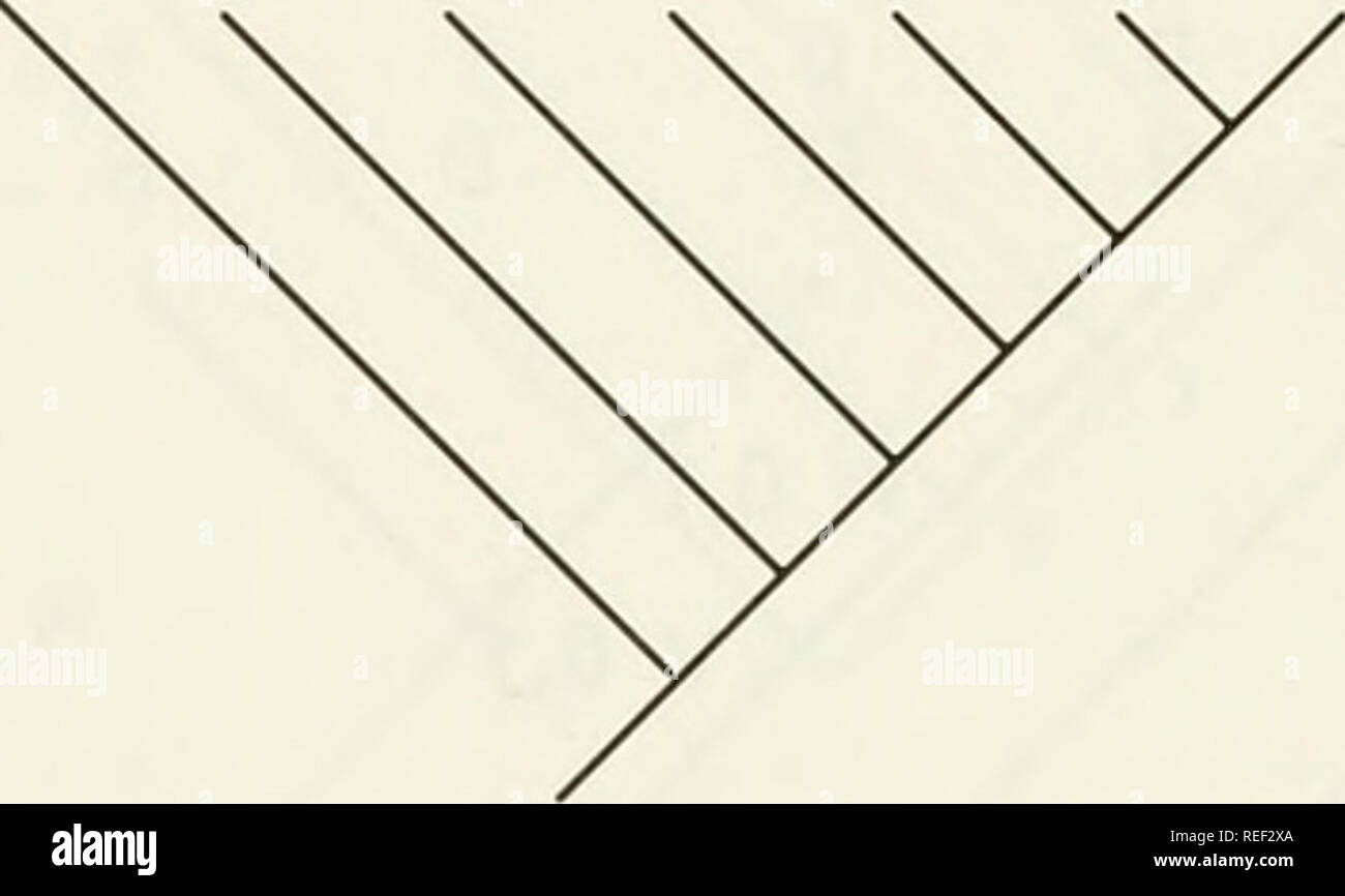 . Il Compleat cladist : un primer di procedure filogenetico. Analisi Cladistic; Zoologia -- classificazione; Filogenesi. 66 KU AL MUSEO DI STORIA NATURALE, speciale pubblicazione n. 19 Esercizio 4.11.-utilizzare la struttura ad albero nella Fig. 4.15 per trovare il set di MPR per ogni Antenato. Utilizzare questi gruppi per ottimizzare la struttura ad albero con DEUTRAN. Quindi ottimizzare usando ACCTRAN. 0 0. Fig. 4.15.-Tree per set MPR e ottimizzazione DELTRAN (esercizio 4.11). La corrente tecnologia Modem computer pacchetti come PA fino (Swofford. 1990) sono composte di programmi contenente una ricchezza di opzioni. Analisi effettiva potrebbe richiedere pochi secondi, ore o giorni. Interessa. Foto Stock