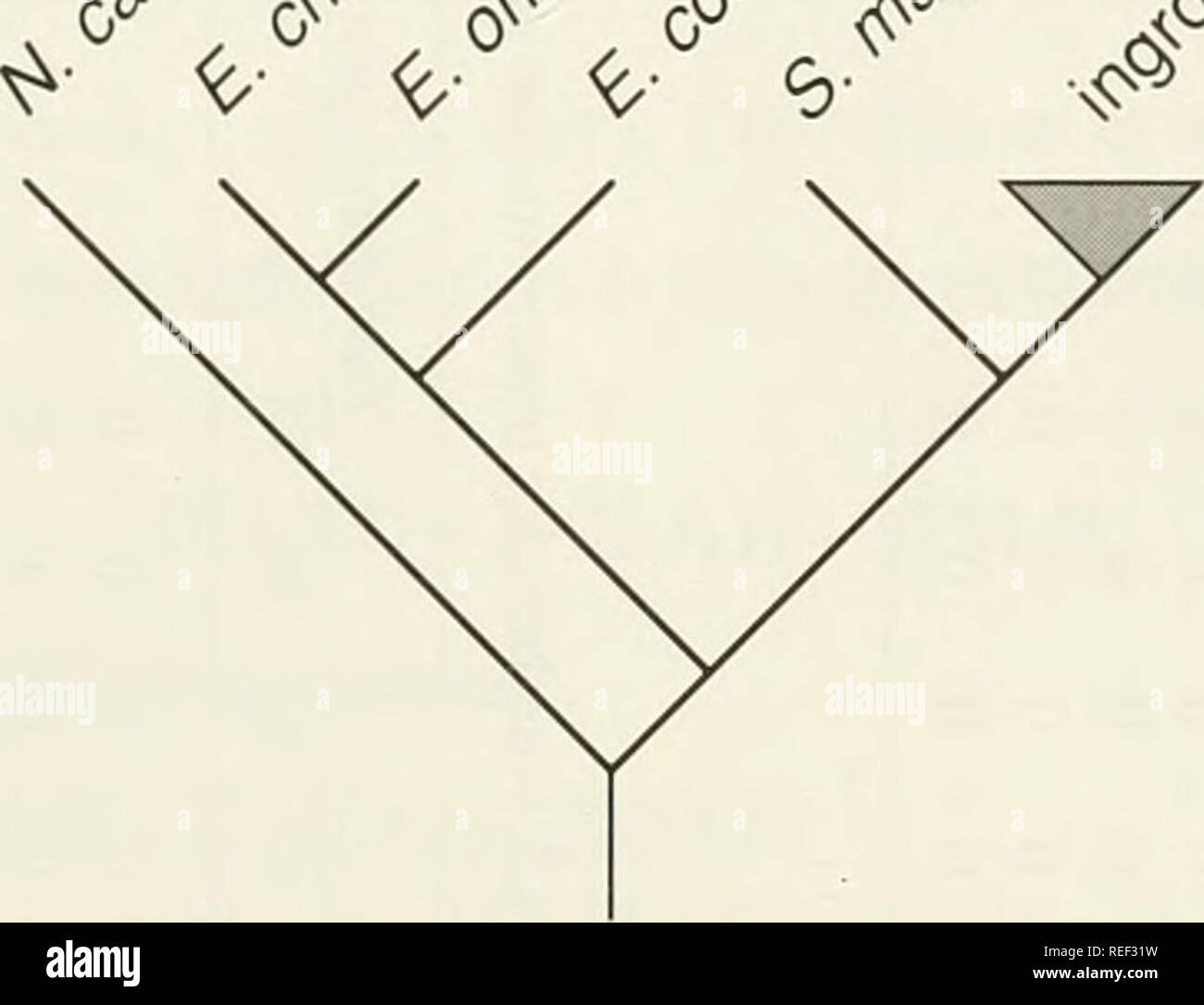 . Il Compleat cladist : un primer di procedure filogenetico. Analisi Cladistic; Zoologia -- classificazione; Filogenesi. Edificio ad albero e ottimizzazione 47 1. Preparare una matrice di dati. 2. Analizzare le relazioni filogenetiche di Leysera sulla base di informazioni fornite e disegnare la struttura di relazioni. Esercizio 4.2.-Siegel-Causey's (1988) cliff shags. Shags, cormorani e anhingas comprendono un clade di marine e pesci litorale-mangiare gli uccelli. Tra shags, genere Stictocarho (scogliera shags) comprende otto specie. In questo esercizio si utilizzano entrambi outgroup infomiation e ingroup informazioni a r Foto Stock