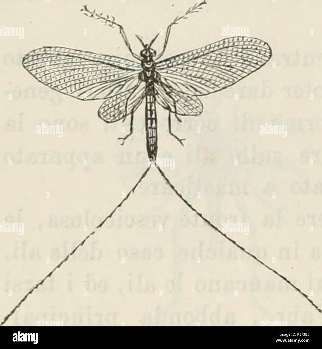 . Compendio della fauna italiana. Descrizione elementare Degli Animali pite originali. Zoologia. 27Io TIPO QUINTO - AKTKOPODI mole, dal corpo depresso ed allungato e dall'integumento mediocremente duro e quasi sempre ricoperto di piccolissimi peli. Le larve e le ninfe fanno vita nell' acqua e sono carnivoro (si nu- trono di piccoli insetti acquaiuoli e specialmente di larve di Efimere, di Agrion, ecc.)&GT; e, cosa molto ponderosa, annone delle epitelio tracheo-crusche- chie che Loro Parque servono per respirare l'aria sciolta nell'acqua. Sono in- frassineti poco studiati e di difficile determinazione. EjÃ¬mcridi. Â Que Foto Stock