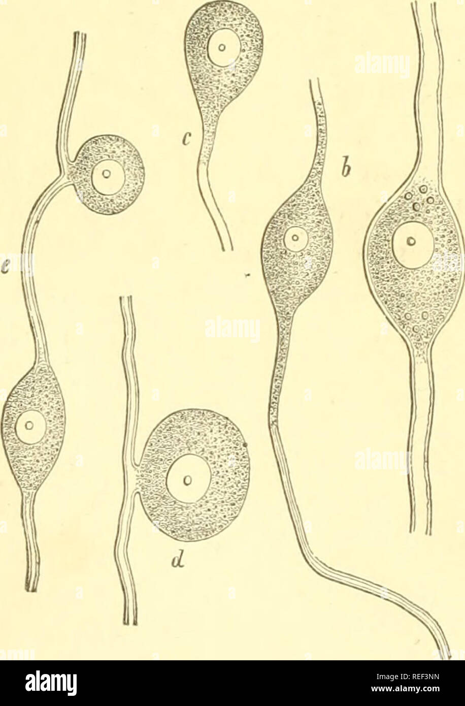 . Compendio di istologia. Istologia. 198 diciannovesima conferenza. La nostra struttura è circondata da un involucro. Appare spessa, una sorta di nucleate di tessuto connettivo al primo sguardo ; tuttavia, i nuclei possono avere un altro significato, per, sulla superficie interna della capsula, un rivestimento di cellule endoteliali è stato successivamente notato. Questa busta viene visualizzato più semplice e più sottile intorno alle cellule gangliari dei vertebrati inferiori, pesci (Fig. 175) e anfibi. In corrispondenza del primo, più rapido esame-e il suo vecchio- tologists, con il loro cattivo metodi di indagine, arrivato nessun ulteriore-al Foto Stock