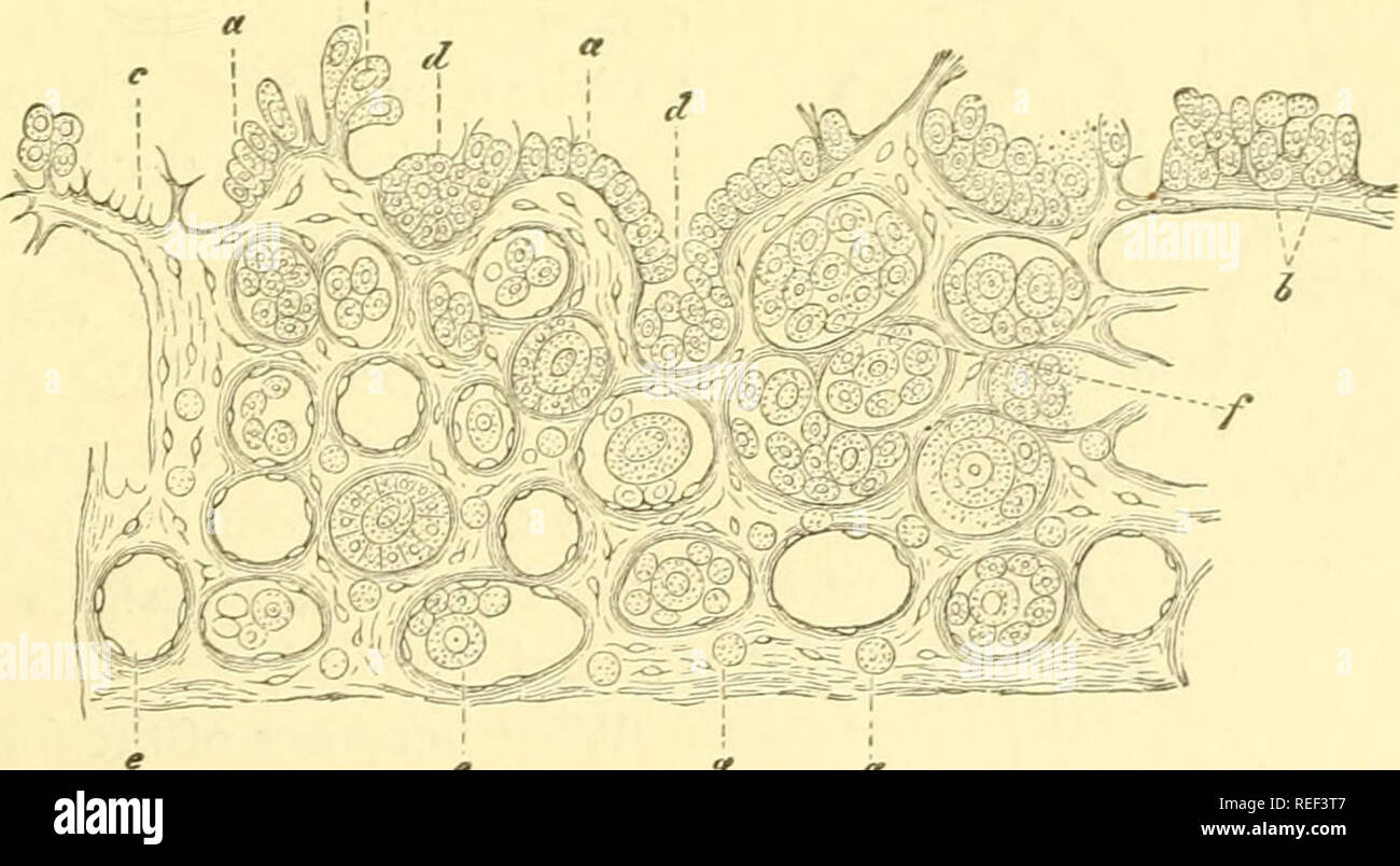 . Compendio di istologia. Istologia. La femmina generi tivo APPARA TUS. 177 i vasi sanguigni dell'ovaio pass, come abbiamo detto sopra, dall'hilus nella sostanza midollare. Essi contemporaneamente acquisire un tale sviluppo che il tessuto connettivo forma un relativamente povere di sostanza di collegamento. Le superfici esterne delle vene coalescenza con quest'ultimo tessuto. Il mandrino cellule del tessuto connettivo deve essere muscolare, per l'ovaio è (contrattile del suo, Frey). Dal midollo numerose ed eleganti espansioni vascolare passano tra i follicoli della corteccia, li circumvoluting con il già nel 12 ° Foto Stock