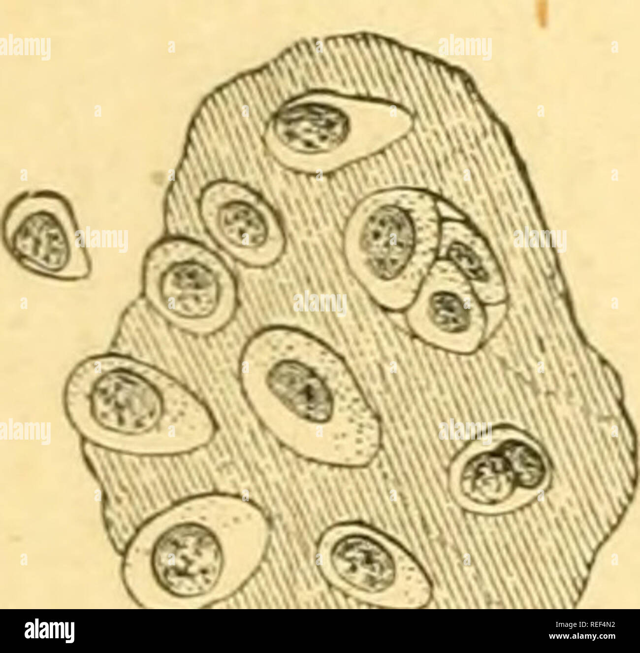 . Compendio di istologia. Istologia. Il PROTOPLASMA A e la cella. 17 navi, i capillari, sono state formate cementati, cella allungata da lamelle che diventano curve e uniti insieme come un tubo (Fig. 21). Cellule stellate (Fig. 22), potrebbero fondersi insieme attraverso i loro processi e formare un delicatissimo net-lavoro. Le maglie possono essere riempiti con omogenea di materia gelatinosa e anche con una moltitudine di cellule linfoidi. Nel primo caso abbiamo nuovamente una varietà di sostanza intercellulare. Quest'ultimo acquisisce un notevole spessore in molti tessuti, come nella cartilagine. In un primo momento (Fig. 23), questa int Foto Stock