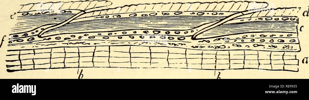 . Zoologia comparativa, strutturali e sistematiche : per l'uso nelle scuole e nei college. Zoologia, Anatomia, comparativo; fisiologia, comparativo. Fiu. 102.-sezione schematica della pelle di un pesce (CARPA): un, derm, mostrando lam- inated struttura con fibre verticali, b; c, gristly strato; e, lo strato di laminato, con granuli calcarei; d, porzione superficiale in via di sviluppo in scale ; /, scala-pit. due strati, leggermente calcarei, e segnato dal concentrico e linee radianti. Quelli dello squalo hanno la struttura dei denti mentre la scutes, o piastre di coccodrilli, tartarughe e armadilli sono di tru Foto Stock