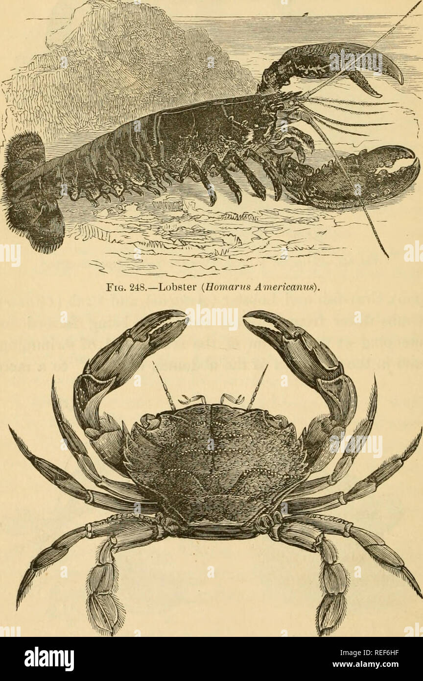 . Zoologia comparativa, strutturali e sistematiche. Per l'uso nelle scuole e nei college. Zoologia. 276 zoologia comparativa. rudiment che si piega in una scanalatura sotto il torace enorme. Essi sono il più alto e il più grande dei crostacei: essi sono stati trovati in Giappone la misurazione dieci piedi essere- tween le punte delle griffe. r^'^^^'^rmf^. Fig. 249 Nuoto Granchio.. Si prega di notare che queste immagini vengono estratte dalla pagina sottoposta a scansione di immagini che possono essere state migliorate digitalmente per la leggibilità - Colorazione e aspetto di queste illustrazioni potrebbero non perfettamente assomigliano al lavoro originale. Orton James, 1830-1877. Nuovo Y Foto Stock