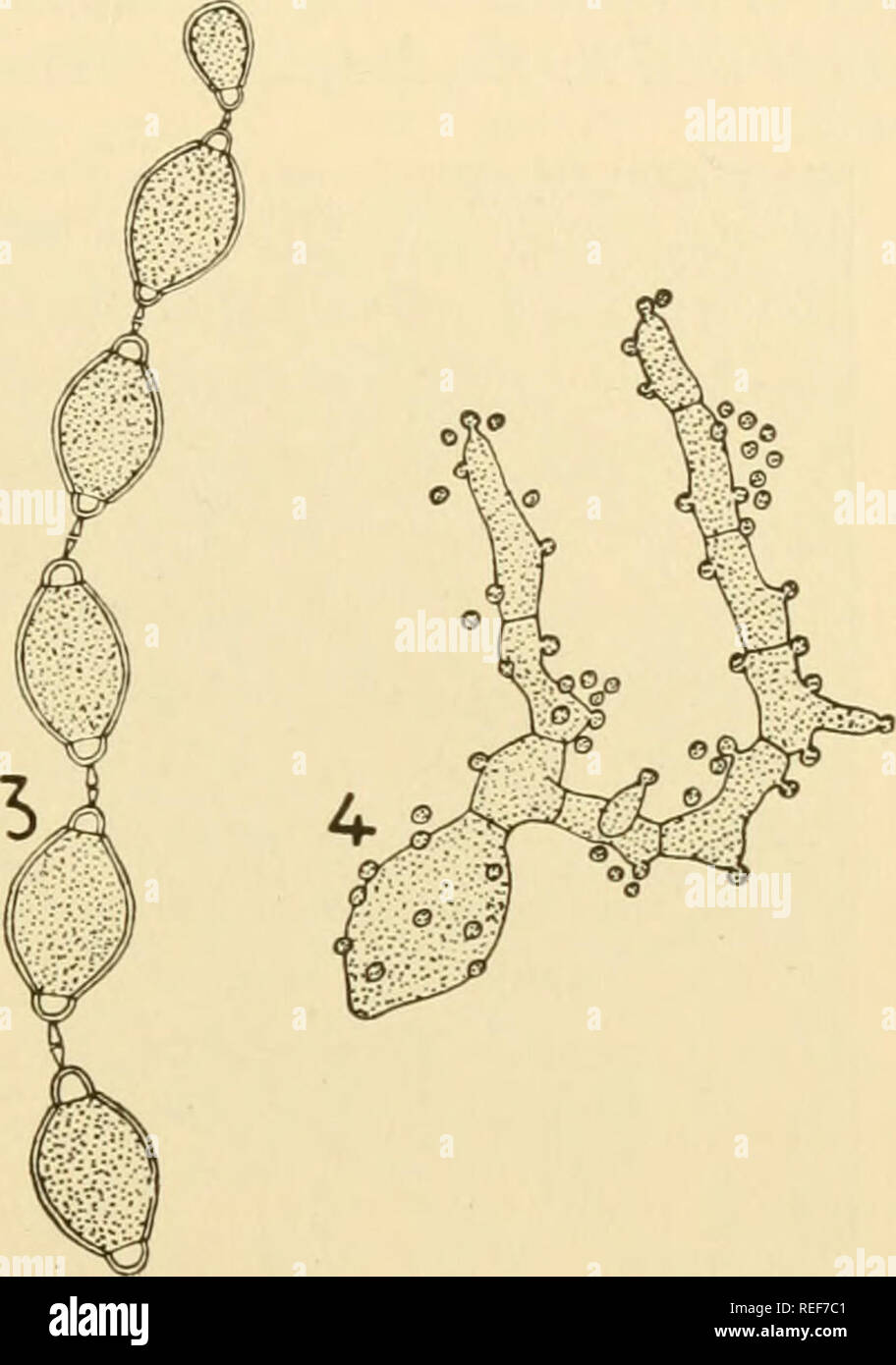 . Morfologia comparata dei funghi. Funghi. Fig. 213.-Sclerotinia Urnula. 1. Giovani conidial catena. 2. Fase precedente mostra fondamenti di disjunctors. 3. Coppia conidial catena. 4. Germinando conidium con tubo di germe di inizio a germogliare. (X 345; dopo Woronin, 1889.) si stacca in Medio (mutatis mutandis, un po' come in Albugo) un piccolo tappo conidial (Fig. 213). Entrambi i tappi formano un corpo fusiforme, thedisjunctor. Pertanto il collegamento tra il conidi è diventata molto allentato. Quando vengono toccati da insetti che si aggrappano a loro e così raggiungere le stigmate di loro host. Qui essi germinare di miceli w Foto Stock