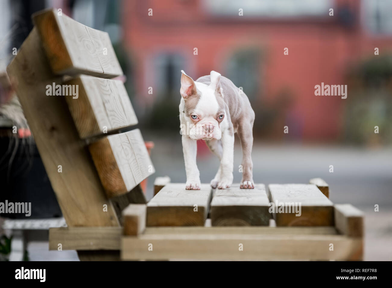 Close up di un Boston Terrier cucciolo in piedi su una panca in legno. guardando la telecamera Foto Stock