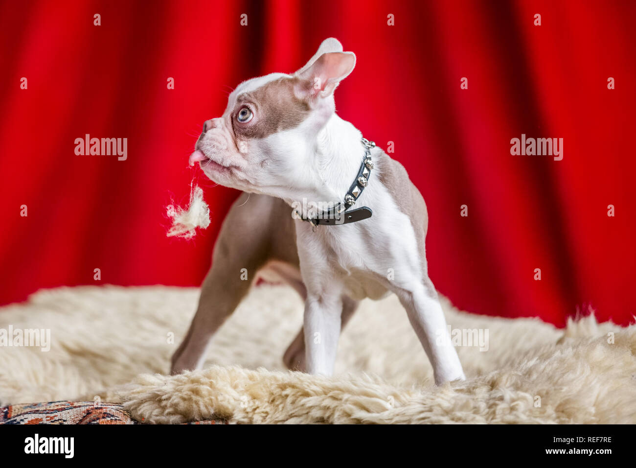 Boston Terrier cucciolo in piedi su una coperta di pelle di pecora con un sipario rosso sfondo con lanugine nella sua bocca. Foto Stock