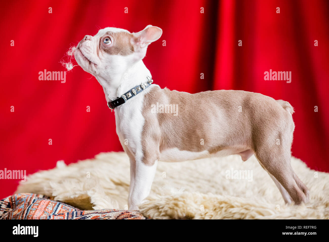 Boston Terrier puppy in un studio in piedi su un tappeto bianco con un sipario rosso sfondo cercando con ovatta nella sua bocca. Foto Stock