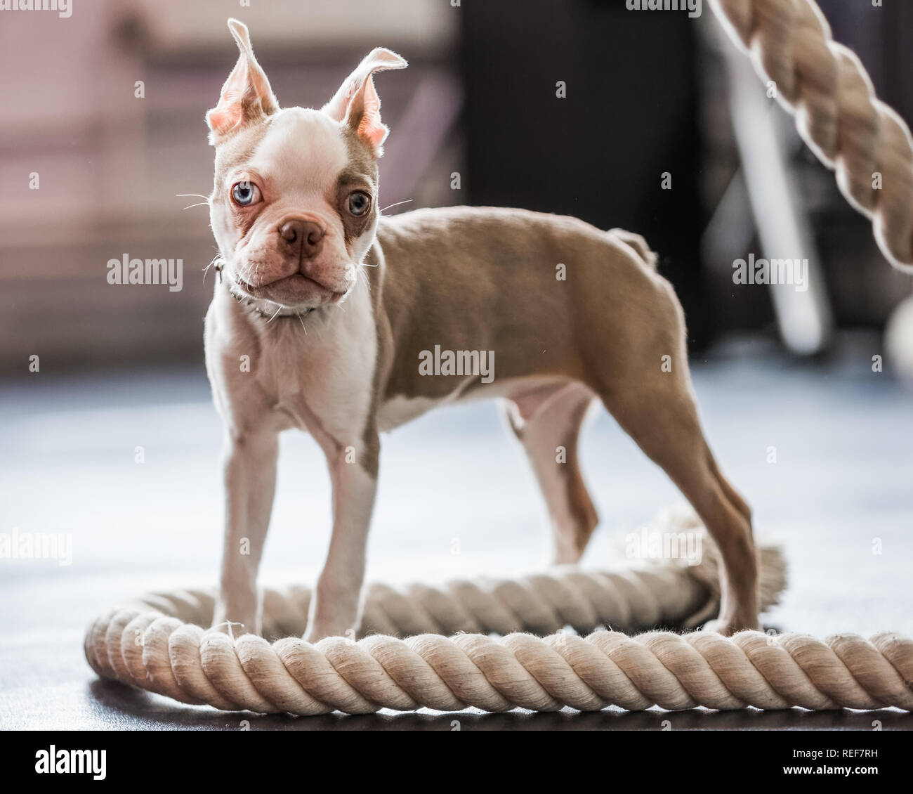 Boston Terrier cucciolo in piedi con la corda guardando la telecamera dalla parte anteriore Foto Stock