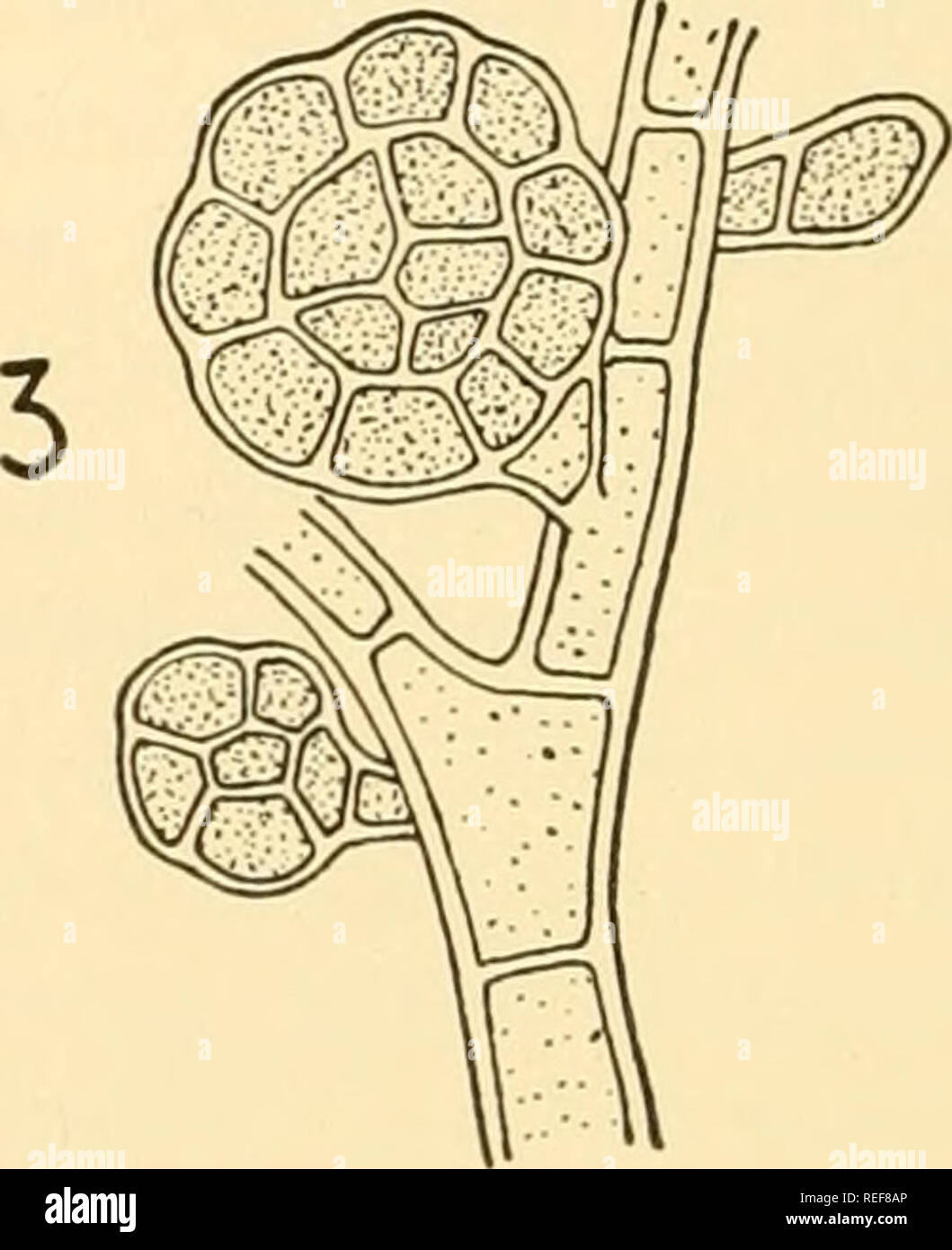 . Morfologia comparata dei funghi. Funghi. . Si prega di notare che queste immagini vengono estratte dalla pagina sottoposta a scansione di immagini che possono essere state migliorate digitalmente per la leggibilità - Colorazione e aspetto di queste illustrazioni potrebbero non perfettamente assomigliano al lavoro originale. Gäumann Ernst Albert, 1893-1963; Dodge, Carroll William, 1895-. New York [ecc. ] McGraw-Hill Book Company, Inc. Foto Stock