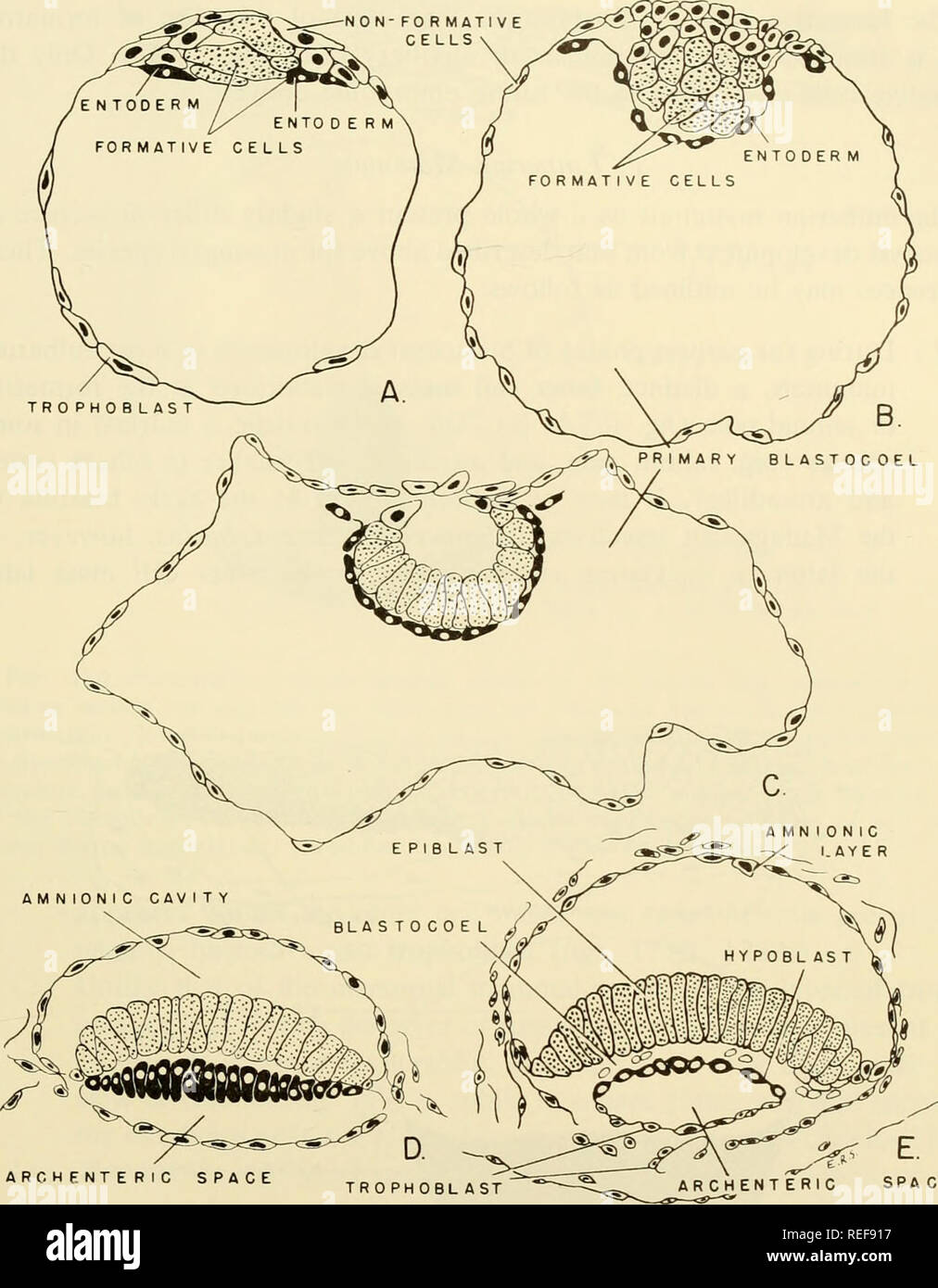 . Embriologia comparata dei vertebrati; con 2057 disegni e foto. raggruppati come 380 illus. Vertebrati -- embriologia; embriologia comparata. Tipi di CHORDATE BLASTULAE 365. Spazio ARCHENTERIC TRO PHOBL ARCHENTERIC AST SPA CE Fig. 178. Disegni schematici della blastocisti di sviluppo della scimmia. (Dopo Heuser e Streeter: Carnegie Inst., Washington. Publ. 538. Contrib. a Embryol. No. 181.) (A,B) Inizio blastocisti mostra formativo e non di cellule formative nella massa cellulare interna. (C-E) successiva disposizione delle cellule formative in un epiblast superiore ed inferiore dello strato hypoblast. Questi ce Foto Stock