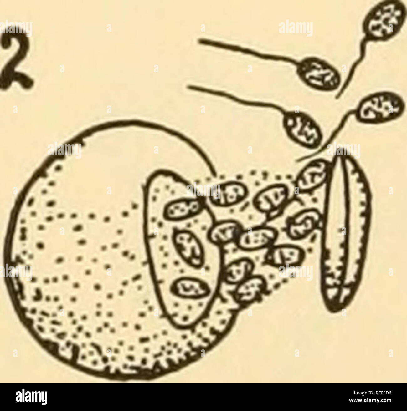 . Morfologia comparata dei funghi. Funghi. SW3. Si prega di notare che queste immagini vengono estratte dalla pagina sottoposta a scansione di immagini che possono essere state migliorate digitalmente per la leggibilità - Colorazione e aspetto di queste illustrazioni potrebbero non perfettamente assomigliano al lavoro originale. Gäumann Ernst Albert, 1893-1963; Dodge, Carroll William, 1895-. New York [ecc. ] McGraw-Hill Book Company, Inc. Foto Stock