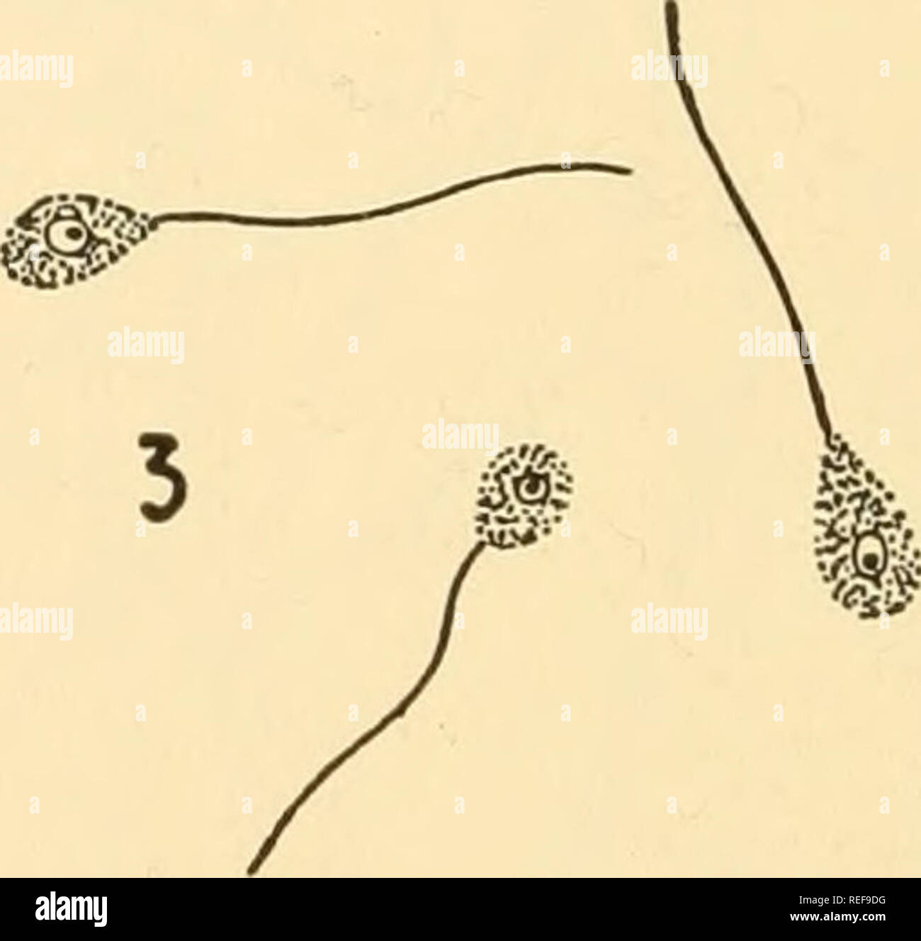 . Morfologia comparata dei funghi. Funghi. . Si prega di notare che queste immagini vengono estratte dalla pagina sottoposta a scansione di immagini che possono essere state migliorate digitalmente per la leggibilità - Colorazione e aspetto di queste illustrazioni potrebbero non perfettamente assomigliano al lavoro originale. Gäumann Ernst Albert, 1893-1963; Dodge, Carroll William, 1895-. New York [ecc. ] McGraw-Hill Book Company, Inc. Foto Stock