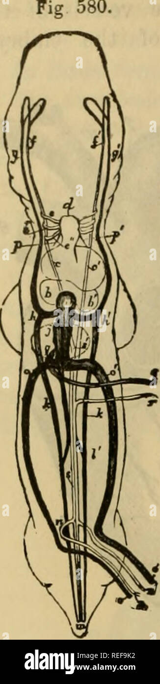 . La anatomia comparata degli animali domestici. Anatomia Veterinaria. 1044 embriologia.. Schema del cir- CULATION all'inizio della formazione della placenta (visto dalla parte anteriore). UN, Venosa sinus re- ceiving tutto il sys- temic vene; b, destra oreillette; 6', padiglione auricolare sinistro; c, il ventricolo destro; c', ventricolo sinistro; d, bulbus aorticus,sub(iividing in, e, e', e", crusca- chial rami; /, /', linee arteriosa formata da loro con- fluence; g, g', vena azygos superiore; h, h', alla confluenza del superiore e inferiore azygos; j, vena cava inferiore; k, k', vena azygos inferiori; m, desc Foto Stock