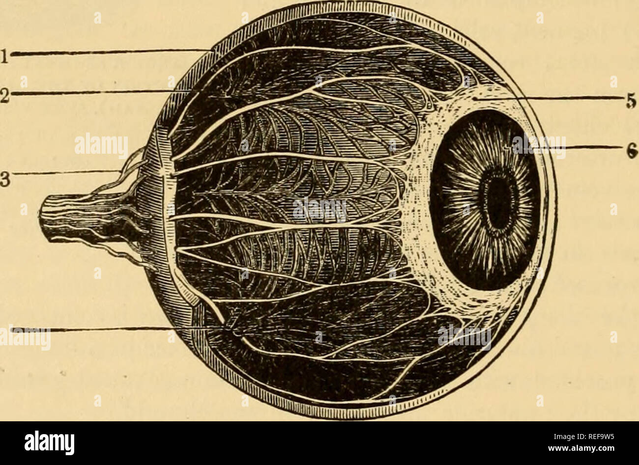 . La anatomia comparata degli animali domestici. Cavalli; anatomia veterinaria. 932 TEE AIWA sensoriale utilizza ratto. fibre che sono arruugcd in orbicular fasciculi, o si estendono all'indietro fand sono persi nella coroide, dietro i processi ciliari). Queste fibre sono miscelati in il plesso di nervi ciliari, sulla pista di cui i piccoli nei gangli sono formate. Dalla sua le contrazioni, il cerchio ciliare (o muscolo) svolge un ruolo importante nel accommo- dating l'occhio alla percezione di oggetti a distanze diverse. (In uccelli, le fibre muscolari sono a strisce.) corpo ciliare ox processi sono formate da interc Foto Stock