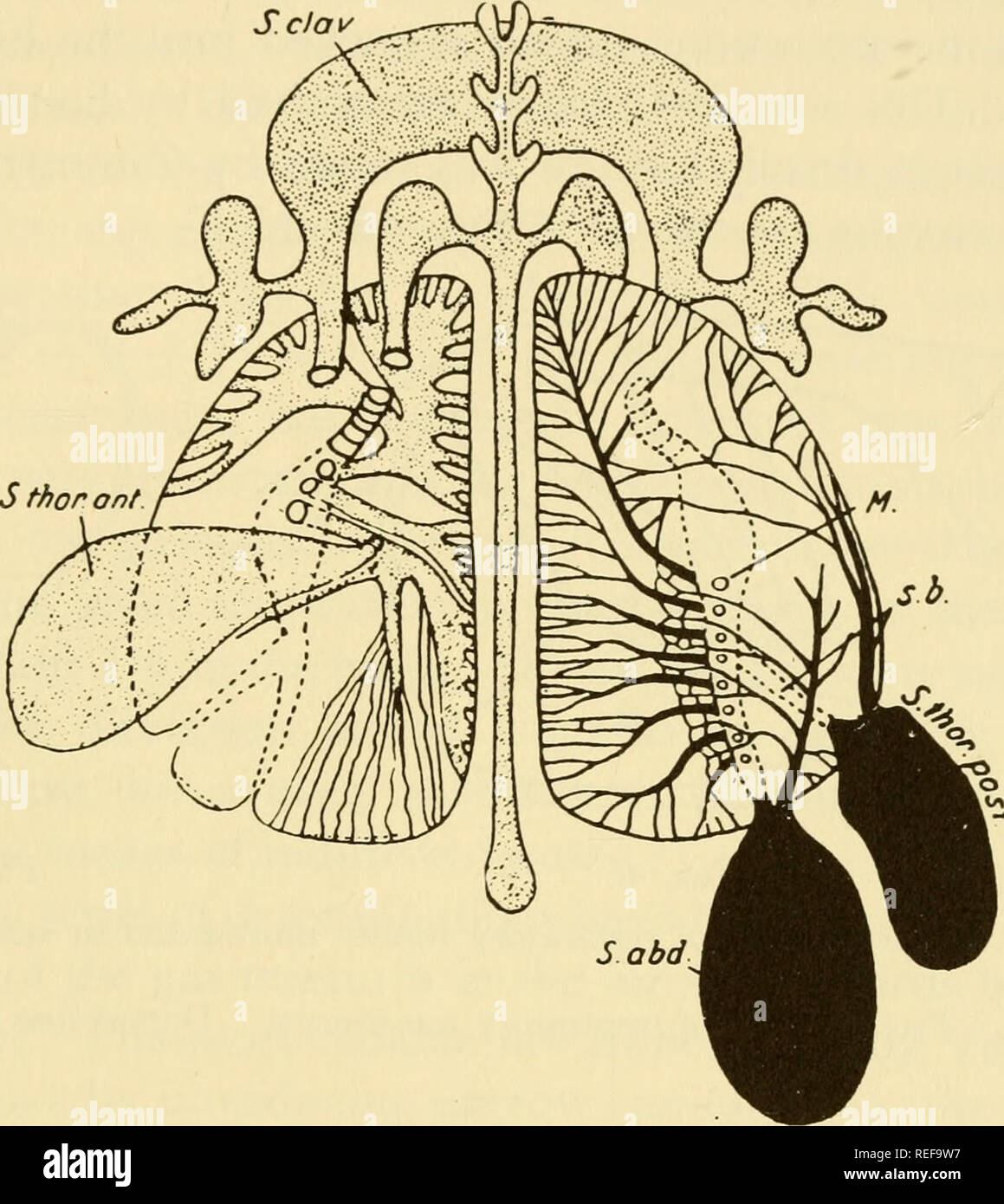 . La fisiologia comparata dei meccanismi respiratori. Respirazione. La respirazione in aria 73 leggermente sviluppato solo, da quella anteriore air-sac. Essi sono assenti in pinguini (Vos, 1937). Fornito un numero sufficiente di microscopici esistono anastomosi collegando le ricorrenti con i bronchi principali attraverso il parenchima, il flusso di aria tra la trachea e la sacs deve passare per un corrispondente Sclav. Fig. 45. Schema dei polmoni di piccione con aria-sac. A sinistra, superficie ventrale; diritto, superficie dorsale con ricorrenti bronchi da addominale e toracica posteriore aria-sac. (Brandes.) misura attraverso i polmoni Foto Stock