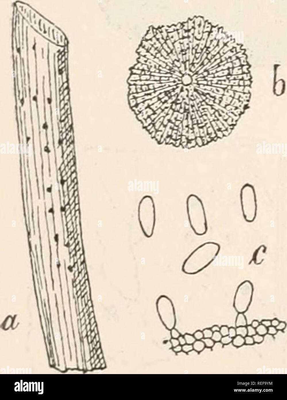 . Il dott. L. Rabenhorst's Kryptogamen-Flora von Deutschland, Oesterreich und der Schweiz. Alle crittogame -- Germania; alle crittogame -- Austria; alle crittogame -- la Svizzera. Mi 1 asmia acerina- Lew a. Stück eines von Blattes Acer pseudoplatanus mit dem Pilze in natürlicher Grösse. b. Sehr stark vergrößerte Sporen. Nach der Natur. Pirostoma conio thyrioides sacc. a. Der Pilz in natürlicher Grösse. b. Ein vergrössertes Fruchtgehäuse von oben. c. Sehr stark vergrösserte Sporen. Nach Saccardo nel Boll. La Societ. mycolog. de Francia, Tom. XII. 2. Este. 1896. p. 64 extr. tab. XII. pl. VI. Rella Leptothy Mouge otia na Foto Stock