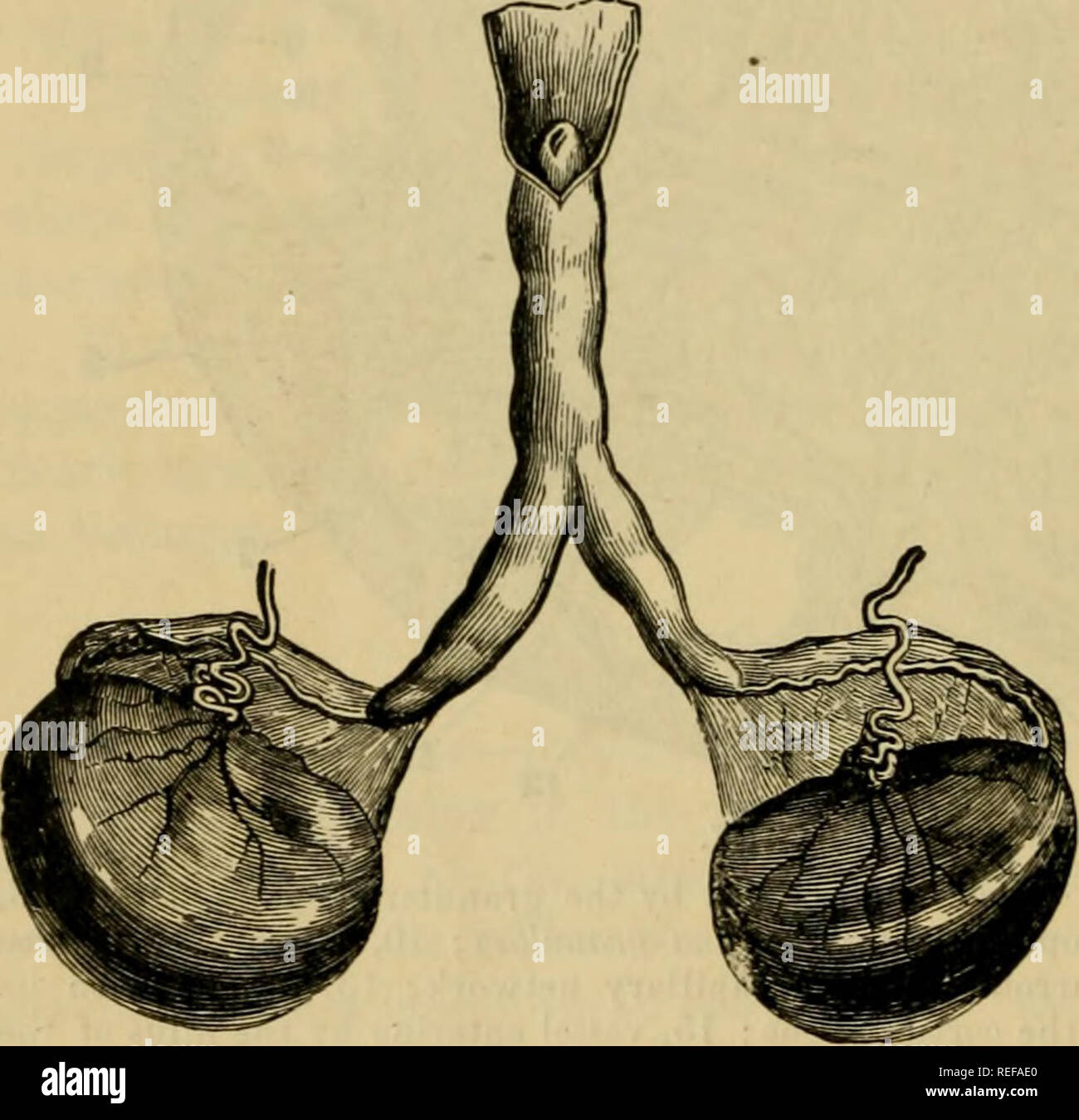 . La anatomia comparata degli animali domestici. Anatomia Veterinaria. Apparato generativo. granulosa, costituito da circolare o poligonale di cellule granulari. Nella parte inferiore della ovisac, questo epitelio costituisce una piccola massa-il cumulus proUgerus (oi germinal eminenza), al centro del quale è il ovulum o eo^o di mammifero. Il rontejits {liquor folliculi) è un chiaro fluido giallo che diventa di colore rosso sulla miscela con sangue quando la vescicola rotture. Il ovulum o ovulo è una cellula circa -j^^ di un pollice di diametro e racchiusa nel discus proUgerus o cumulus proUgerus. L'ovulo è investito da Foto Stock