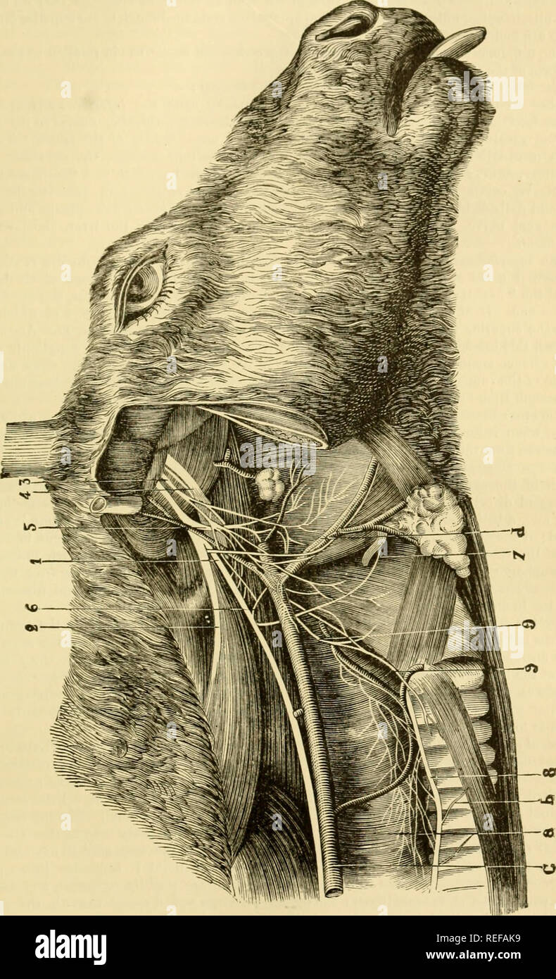 Solipedi . La anatomia comparata degli animali domestici. Cavalli; anatomia ...
