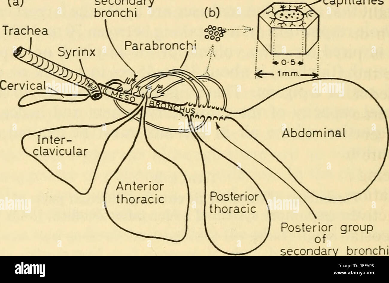 . Fisiologia comparate di respirazione di vertebrati. Vertebrati -- la respirazione; fisiologia, comparativo. 52 vertebrato mesobronchus respiro anche se essi sono spesso indicati come ventro- bronchi. Questo gruppo di quattro secondario anteriore dei bronchi sono tra i più grandi tubi del sistema respiratorio espandendo rapidamente dalle origini più stretta sul mesobronchus. Il terzo di loro comunica sia con l'anteriore toracica e inter- clavicular sacs mentre la prima invia un ramo in avanti per l'aria cervicale sac. Il gruppo posteriore di secondaria dei bronchi (sedici) derivano entrambi dorsalmente e Foto Stock