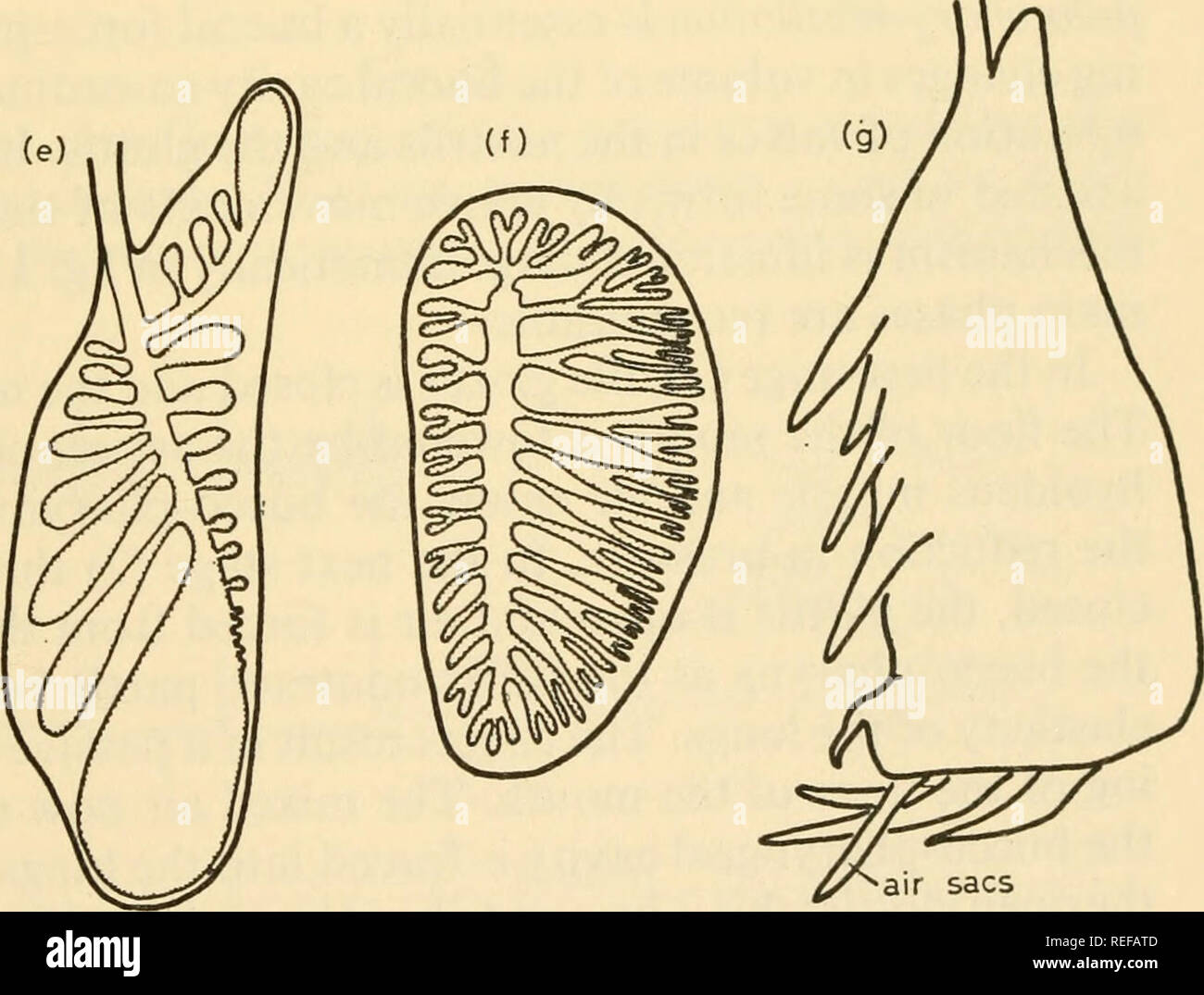. Fisiologia comparate di respirazione di vertebrati. Vertebrati -- la respirazione; fisiologia, comparativo. Fig. 12. Diagrammi dei polmoni di tetrapods per mostrare l'aumento dell'infolding delle loro superfici, (a) Proteus, (b) sirena, (c) Rana (d) Sphenodon, (e) Varanus (una lucertola), (f) Thassochelys (una tartaruga) (g) Chamaeleo.. Si prega di notare che queste immagini vengono estratte dalla pagina sottoposta a scansione di immagini che possono essere state migliorate digitalmente per la leggibilità - Colorazione e aspetto di queste illustrazioni potrebbero non perfettamente assomigliano al lavoro originale. Hughes, G. M. (George Morgan). Cambridge, Mass. , Harvard Foto Stock