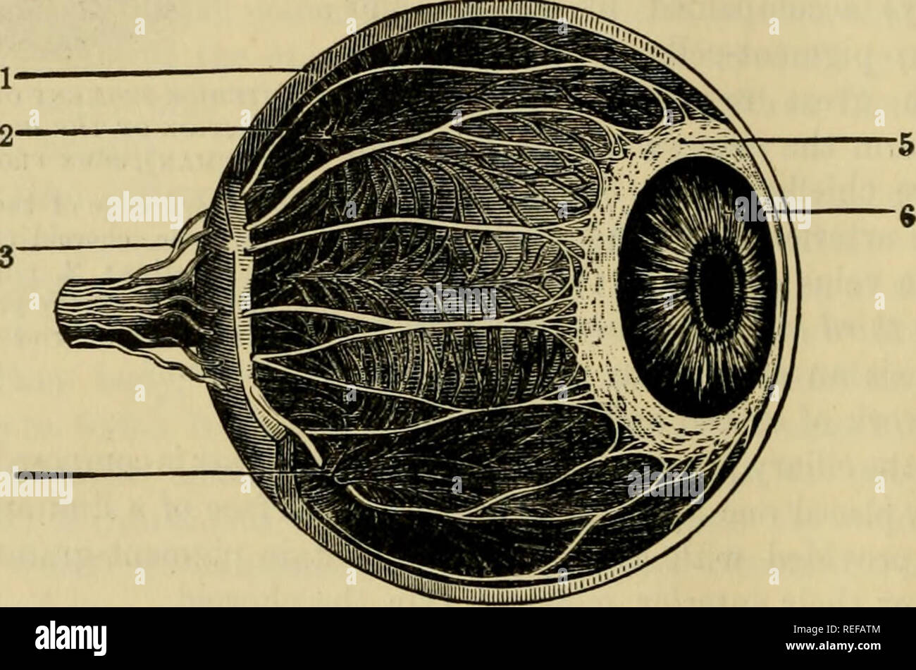 . La anatomia comparata degli animali domestici. Anatomia Veterinaria. Raccordo a T di apparati sensoriali. fibre che vengono disposti in orbicular fasciculi, o si estendono all'indietro (e sono persi nella coroide, dietro i processi ciliari). Queste fibre sono miscelati in il plesso di nervi ciliari, sulla pista di cui i piccoli nei gangli sono formate. Dalla sua. le contrazioni, il cerchio ciliare (o muscolo) svolge un ruolo importante nel accommo- dating l'occhio alla percezione di oggetti a distanze diverse. (In uccelli, le fibre muscolari sono a strisce.) corpo ciliare ox processi sono formate da fascic incrociato Foto Stock