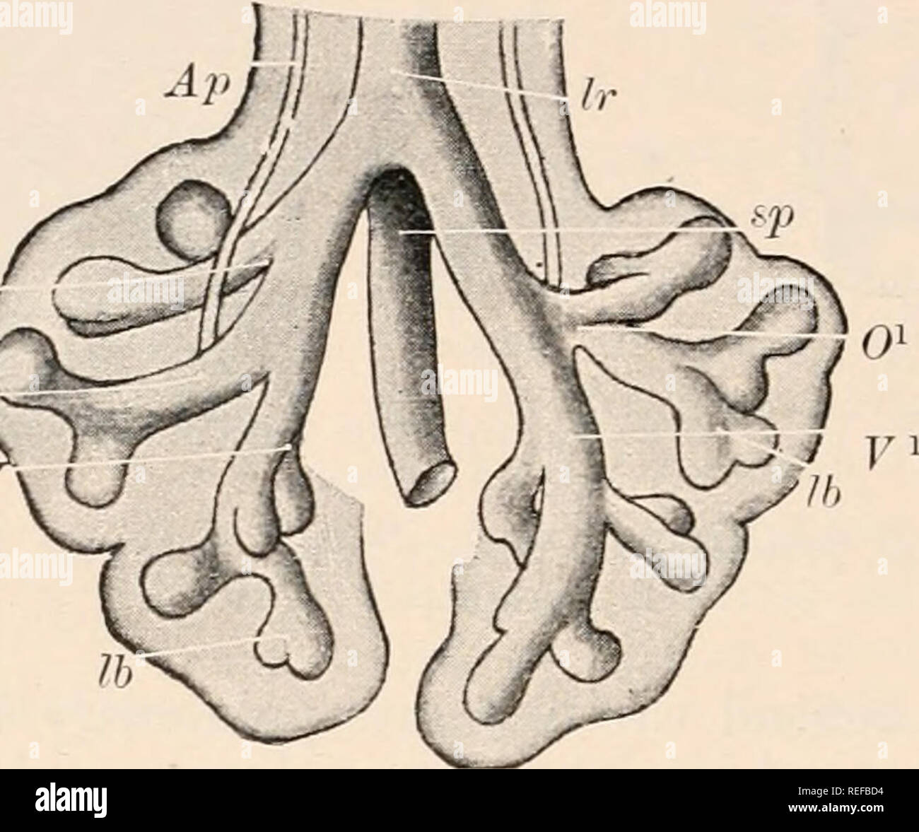 . Anatomia comparata dei vertebrati. Anatomia, comparativo; vertebrati. 364 Anatomia comparata progressivamente formata (secondaria e terziaria bronchi, &amp;c.). Le estremità di tali rami sono gonfi, cripte di formatura noti come infundibula, che sono costituite da un certo numero di alveoli e sono circondati da sangue-capillari, attraverso le pareti sottili del quale lo scambio di gas respiratori avviene (Figg. 269 e 270). I bronchi o. FIG. 270.-Schema dell'embrione di polmone umano, :: 50. (Dopo W. sua.) AF&GT;, arteria polmonare; Ib, vescicola polmonare in fase di divisione ; Ir, aria- passaggio ; M, middl Foto Stock